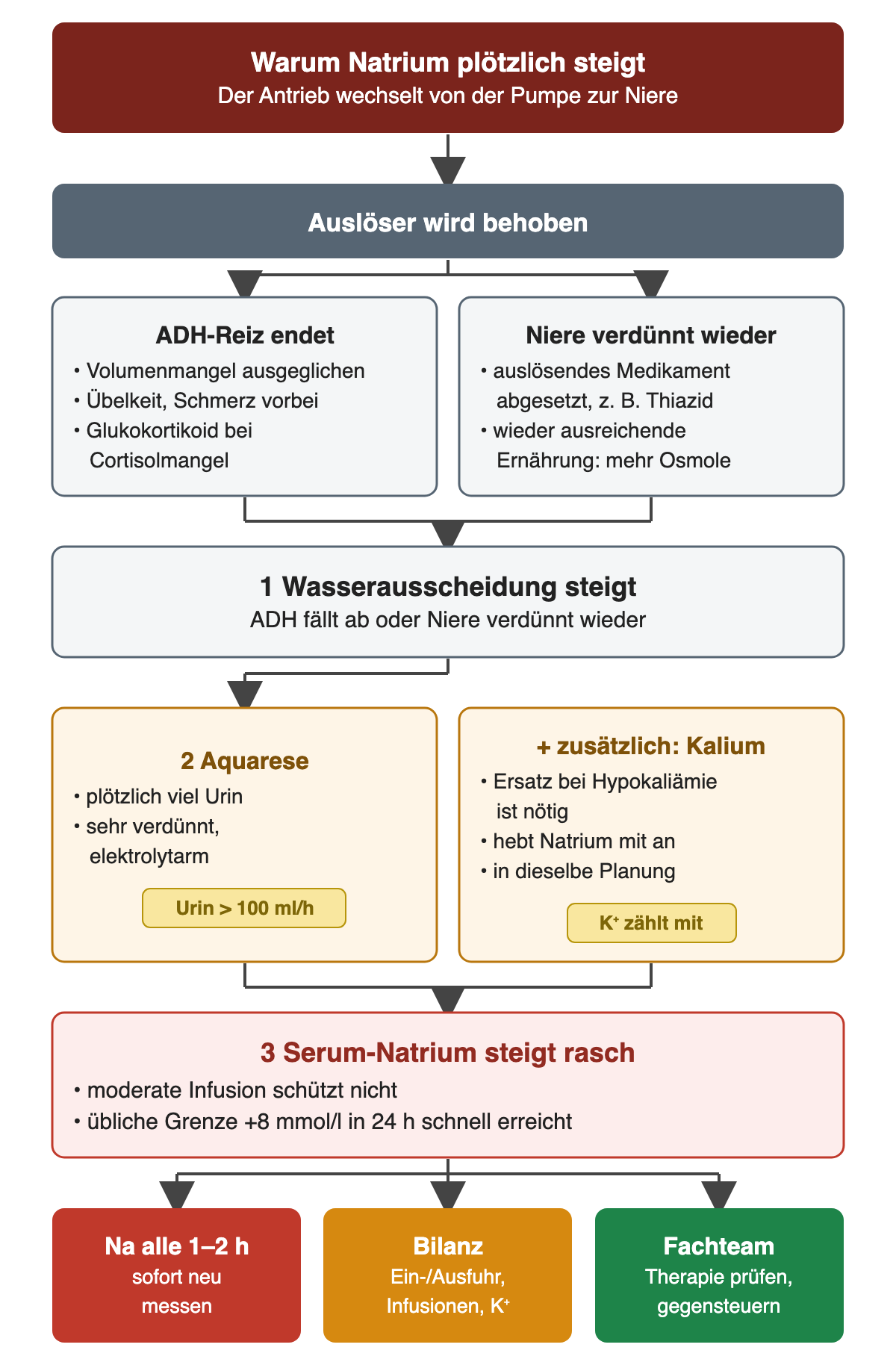 Wird der Auslöser behoben, endet der ADH-Reiz oder die Niere kann wieder verdünnen: Volumenmangel ausgeglichen, Übelkeit oder Schmerz vorbei, Glukokortikoid bei Cortisolmangel, auslösendes Medikament abgesetzt oder wieder ausreichende Ernährung. Die Wasserausscheidung steigt, weil ADH abfällt oder die Niere wieder verdünnt; es kommt zur Aquarese mit plötzlich viel verdünntem Urin über etwa 100 ml/h; Kaliumersatz hebt Natrium zusätzlich an. Natrium steigt rasch, die übliche Grenze von plus 8 mmol/l in 24 Stunden ist schnell erreicht. Daraus folgen Natriumkontrollen alle ein bis zwei Stunden, eine Bilanz mit Infusionen und Kalium und das Gegensteuern durch das Fachteam.