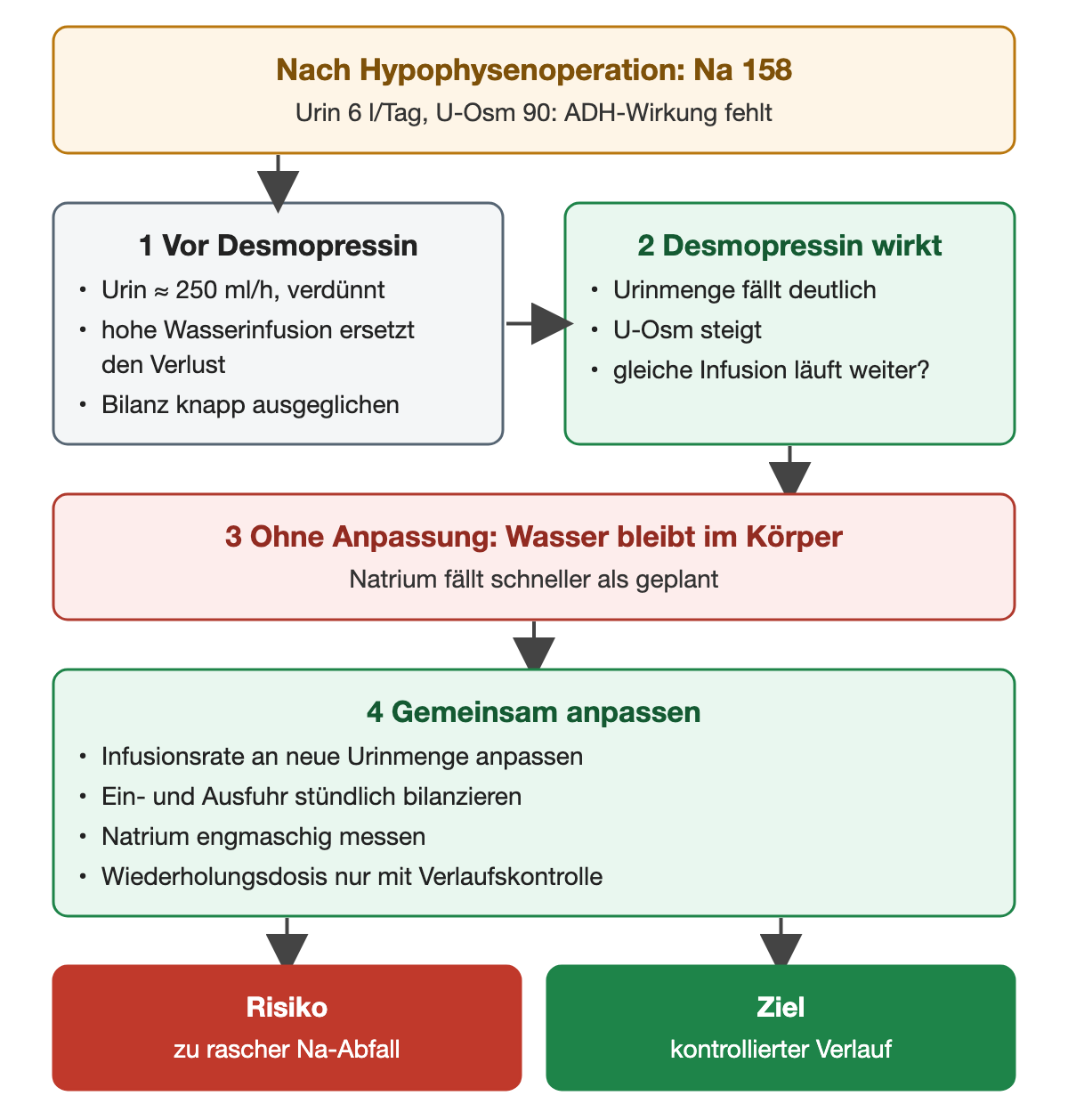 Nach Hypophysenoperation Natrium 158, Urin 6 Liter pro Tag, Urinosmolalität 90: ADH-Wirkung fehlt. Vor Desmopressin fließen etwa 250 ml verdünnter Urin pro Stunde, eine hohe Wasserinfusion ersetzt den Verlust, die Bilanz ist knapp ausgeglichen. Wirkt Desmopressin, fällt die Urinmenge deutlich und die Urinosmolalität steigt; läuft die gleiche Infusion weiter, bleibt Wasser im Körper und Natrium fällt schneller als geplant. Deshalb gemeinsam anpassen: Infusionsrate an die neue Urinmenge, Ein- und Ausfuhr stündlich bilanzieren, Natrium engmaschig messen, Wiederholungsdosis nur mit Verlaufskontrolle. Risiko zu rascher Natriumabfall, Ziel kontrollierter Verlauf.