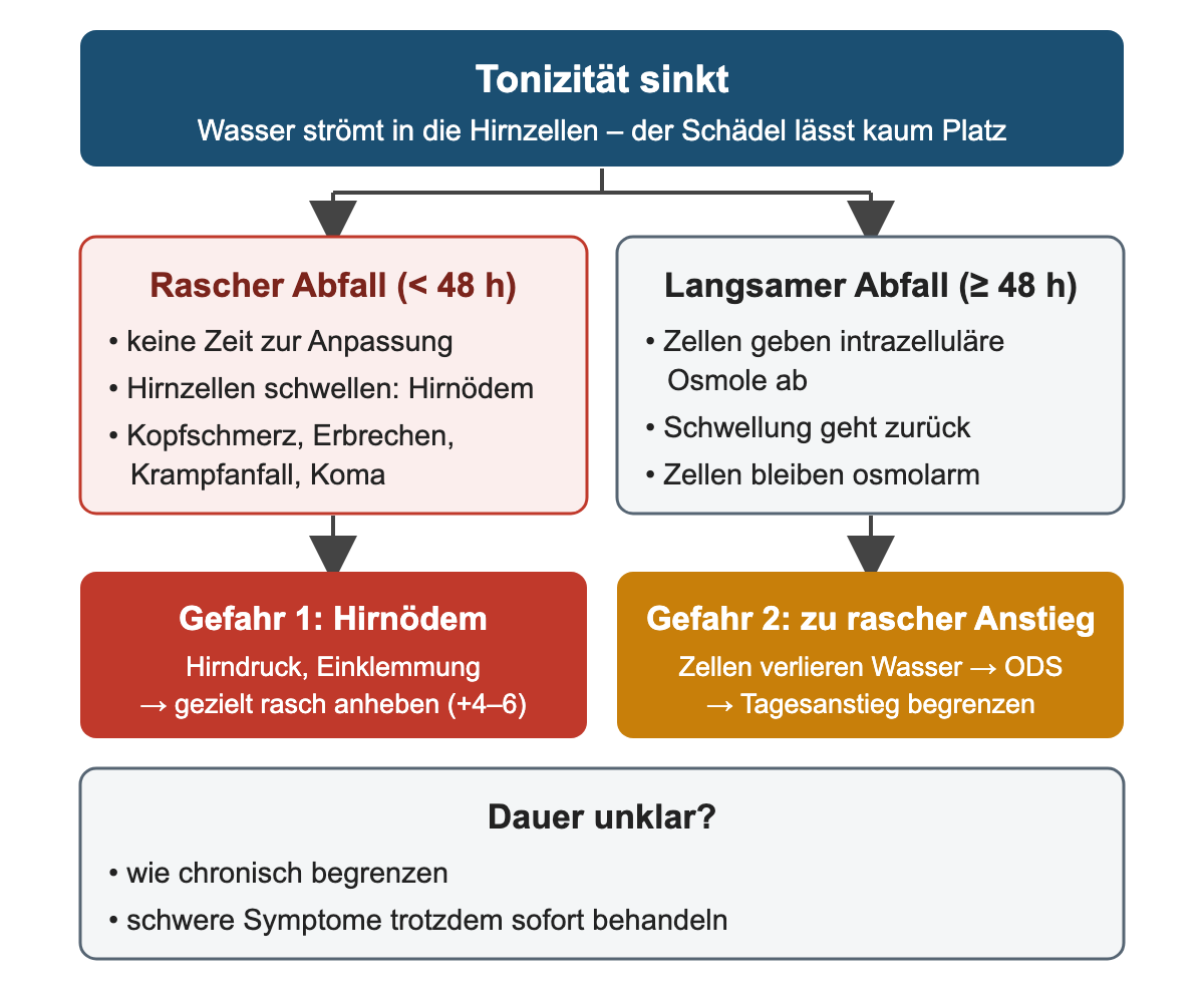 Sinkt die Tonizität, strömt Wasser in die Hirnzellen. Bei raschem Abfall unter 48 Stunden fehlt die Zeit zur Anpassung; es entsteht ein Hirnödem mit Kopfschmerz, Erbrechen, Krampfanfall oder Koma. Bei langsamem Abfall geben die Zellen intrazelluläre Osmole ab, die Schwellung geht zurück, die Zellen bleiben osmolarm. Gefahr eins ist das Hirnödem, das eine gezielte rasche Anhebung um 4 bis 6 mmol/l verlangt; Gefahr zwei ist der zu rasche Anstieg mit Wasserverlust der Zellen und osmotischer Demyelinisierung, deshalb wird der Tagesanstieg begrenzt. Bei unklarer Dauer wird wie bei chronischer Störung begrenzt, schwere Symptome werden trotzdem sofort behandelt.