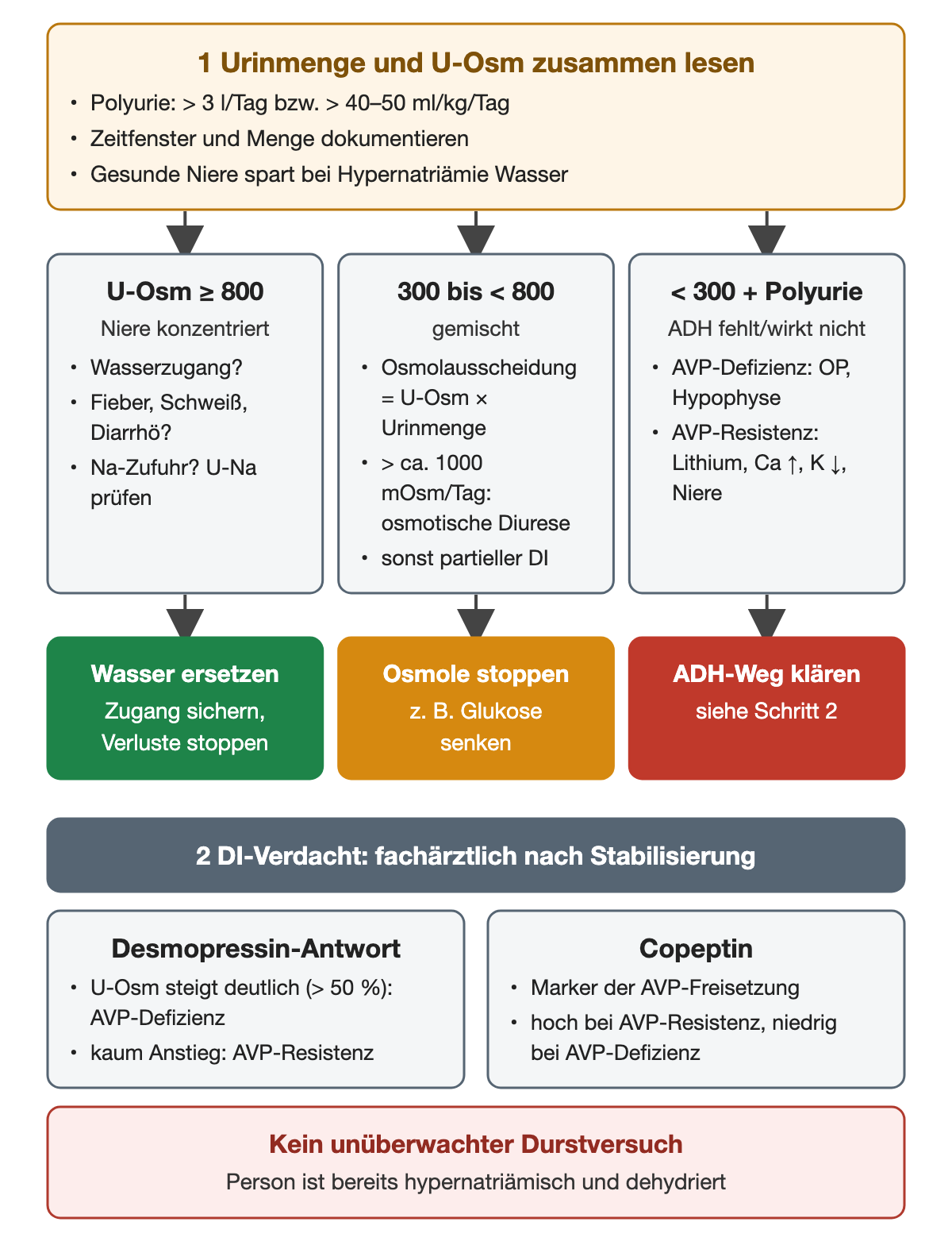 Urinmenge und Urinosmolalität werden zusammen gelesen; Polyurie bedeutet mehr als 3 Liter pro Tag beziehungsweise mehr als 40 bis 50 ml pro Kilogramm und Tag, Zeitfenster und Menge werden dokumentiert. Urinosmolalität ab 800: Die Niere konzentriert, gefragt wird nach Wasserzugang, Fieber, Schweiß, Diarrhö und Natriumzufuhr; Konsequenz Wasser ersetzen, Zugang sichern, Verluste stoppen. 300 bis unter 800: gemischtes Bild; die Osmolausscheidung ist Urinosmolalität mal Urinmenge, über etwa 1000 mOsm pro Tag spricht für osmotische Diurese, sonst für partiellen Diabetes insipidus; Konsequenz Osmole stoppen, zum Beispiel Glukose senken. Unter 300 mit Polyurie: ADH fehlt oder wirkt nicht, AVP-Defizienz nach Operation oder Hypophysenerkrankung, AVP-Resistenz bei Lithium, Hyperkalzämie, Hypokaliämie oder Nierenerkrankung; Konsequenz ADH-Weg klären. Bei Verdacht auf Diabetes insipidus fachärztlich nach Stabilisierung: deutlicher Anstieg der Urinosmolalität nach Desmopressin um mehr als 50 Prozent spricht für AVP-Defizienz, kaum Anstieg für AVP-Resistenz; Copeptin ist hoch bei AVP-Resistenz und niedrig bei AVP-Defizienz. Kein unüberwachter Durstversuch bei bereits hypernatriämischer, dehydrierter Person.
