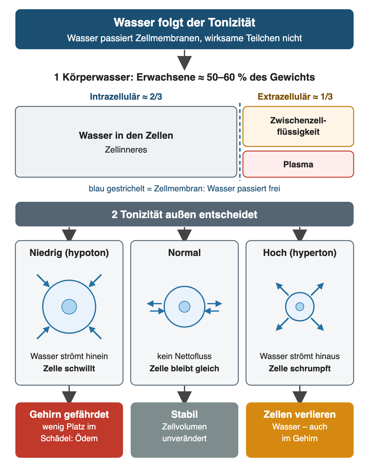 Oben das Körperwasser von Erwachsenen mit etwa zwei Dritteln intrazellulär und einem Drittel extrazellulär (Zwischenzellflüssigkeit und Plasma), getrennt durch die für Wasser durchlässige Zellmembran. Darunter drei Zellen: bei niedriger Tonizität strömt Wasser hinein und die Zelle schwillt, bei normaler Tonizität bleibt sie gleich, bei hoher Tonizität strömt Wasser hinaus und die Zelle schrumpft.