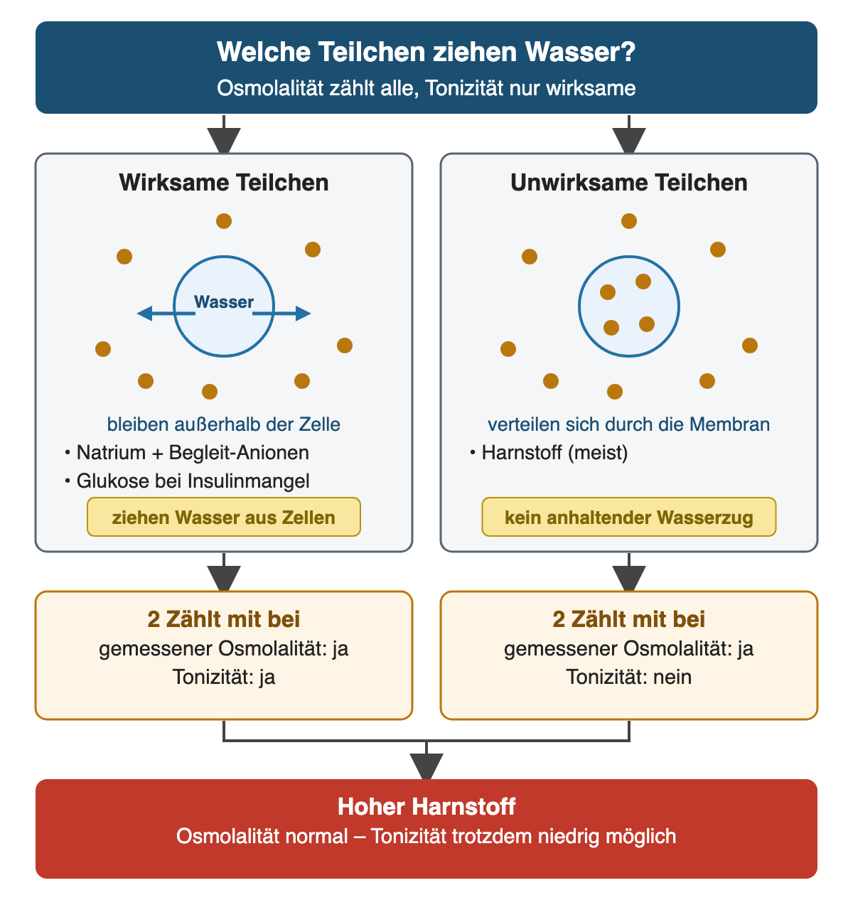 Links wirksame Teilchen wie Natrium mit Begleit-Anionen und Glukose bei Insulinmangel: Sie bleiben außerhalb der Zelle und ziehen Wasser heraus. Rechts unwirksame Teilchen wie Harnstoff: Sie verteilen sich durch die Membran ohne anhaltenden Wasserzug. Beide zählen zur gemessenen Osmolalität, nur die wirksamen zur Tonizität; hoher Harnstoff kann deshalb eine niedrige Tonizität verdecken.