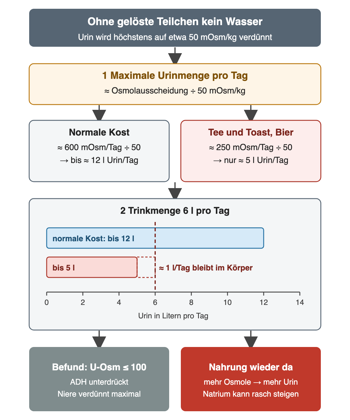 Die maximale Urinmenge pro Tag entspricht ungefähr der Osmolausscheidung geteilt durch 50 mOsm/kg: Normale Kost mit etwa 600 mOsm erlaubt bis etwa 12 l, Tee und Toast oder Bier mit etwa 250 mOsm nur etwa 5 l. Bei 6 l Trinkmenge bleibt im zweiten Fall etwa 1 l pro Tag im Körper. Kommt Nahrung zurück, steigen Urinmenge und Natrium rasch.
