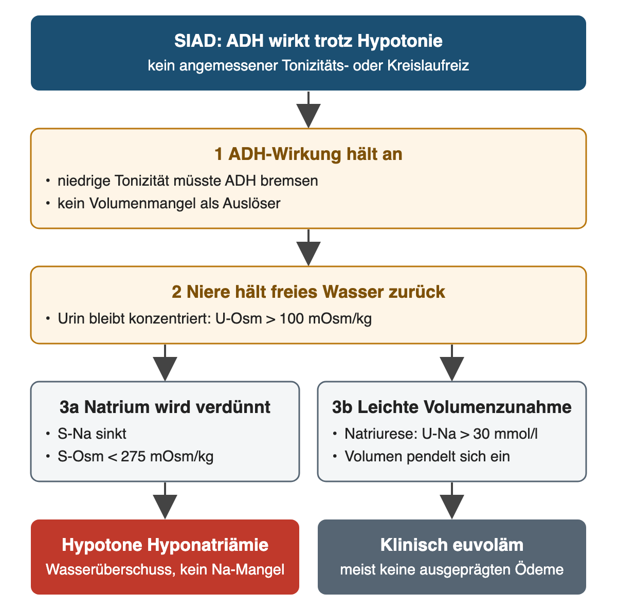 Anhaltende ADH-Wirkung trotz Hypotonie führt zur Rückhaltung freien Wassers; daraus folgen Natriumverdünnung mit hypotoner Hyponatriämie und eine leichte Volumenzunahme mit Natriurese, sodass die Person klinisch euvoläm wirkt.