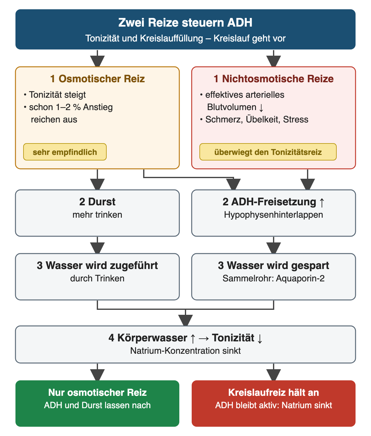 Zwei Reizwege nebeneinander: Der osmotische Reiz (steigende Tonizität, schon 1–2 %) löst Durst und ADH-Freisetzung aus; nichtosmotische Reize (vermindertes effektives arterielles Blutvolumen, Schmerz, Übelkeit, Stress) lösen ADH aus und überwiegen. Trinken führt Wasser zu, das Sammelrohr spart Wasser; beides senkt Tonizität und Natriumkonzentration. Unten: Ohne weiteren Reiz lassen ADH und Durst nach; hält der Kreislaufreiz an, bleibt ADH aktiv und Natrium sinkt.