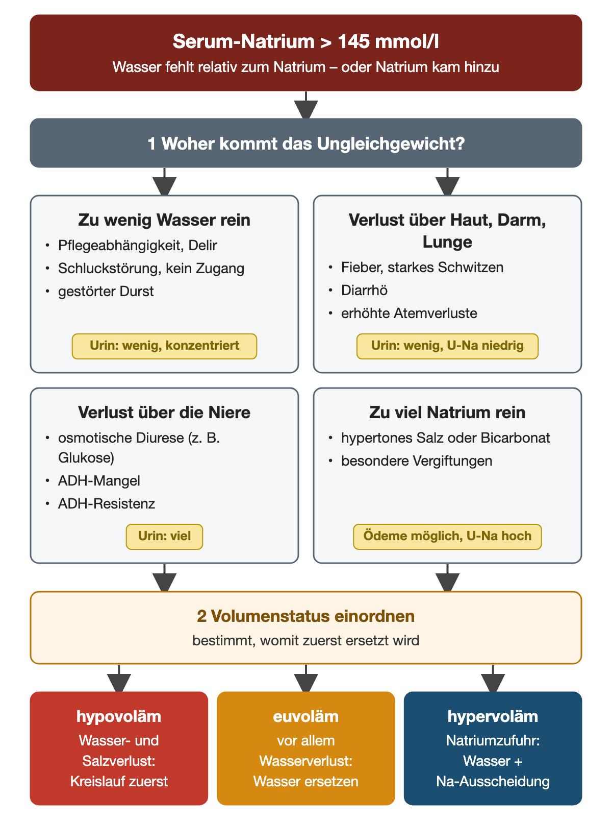 Bei Serum-Natrium über 145 mmol pro Liter wird zuerst die Herkunft geklärt: zu wenig Wasseraufnahme bei Pflegeabhängigkeit, Delir, Schluckstörung oder gestörtem Durst mit wenig konzentriertem Urin; Verlust über Haut, Darm und Lunge bei Fieber, Schwitzen, Diarrhö oder erhöhten Atemverlusten mit wenig, natriumarmem Urin; Verlust über die Niere durch osmotische Diurese, ADH-Mangel oder ADH-Resistenz mit viel Urin; zu viel Natriumzufuhr durch hypertones Salz oder Bicarbonat mit möglichen Ödemen und hohem Urin-Natrium. Danach wird der Volumenstatus eingeordnet: hypovoläm bei Wasser- und Salzverlust, Kreislauf zuerst; euvoläm bei vorwiegendem Wasserverlust, Wasser ersetzen; hypervoläm bei Natriumzufuhr, Wasser und Natriumausscheidung.