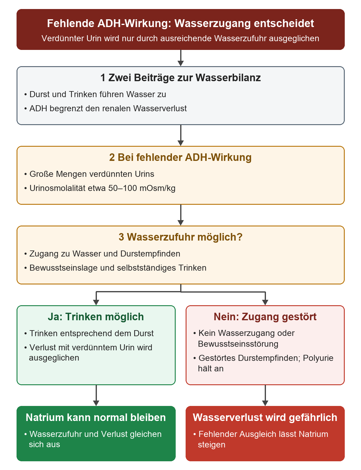 Bei fehlender ADH-Wirkung entstehen große Mengen verdünnten Urins um 50–100 mOsm/kg. Der Entscheidungsweg prüft danach Wasserzugang, Durst und Bewusstseinslage: mögliches Trinken kann den Verlust ausgleichen und Natrium normal halten; fehlender Zugang oder gestörtes Durstempfinden lässt den Wasserverlust gefährlich werden.