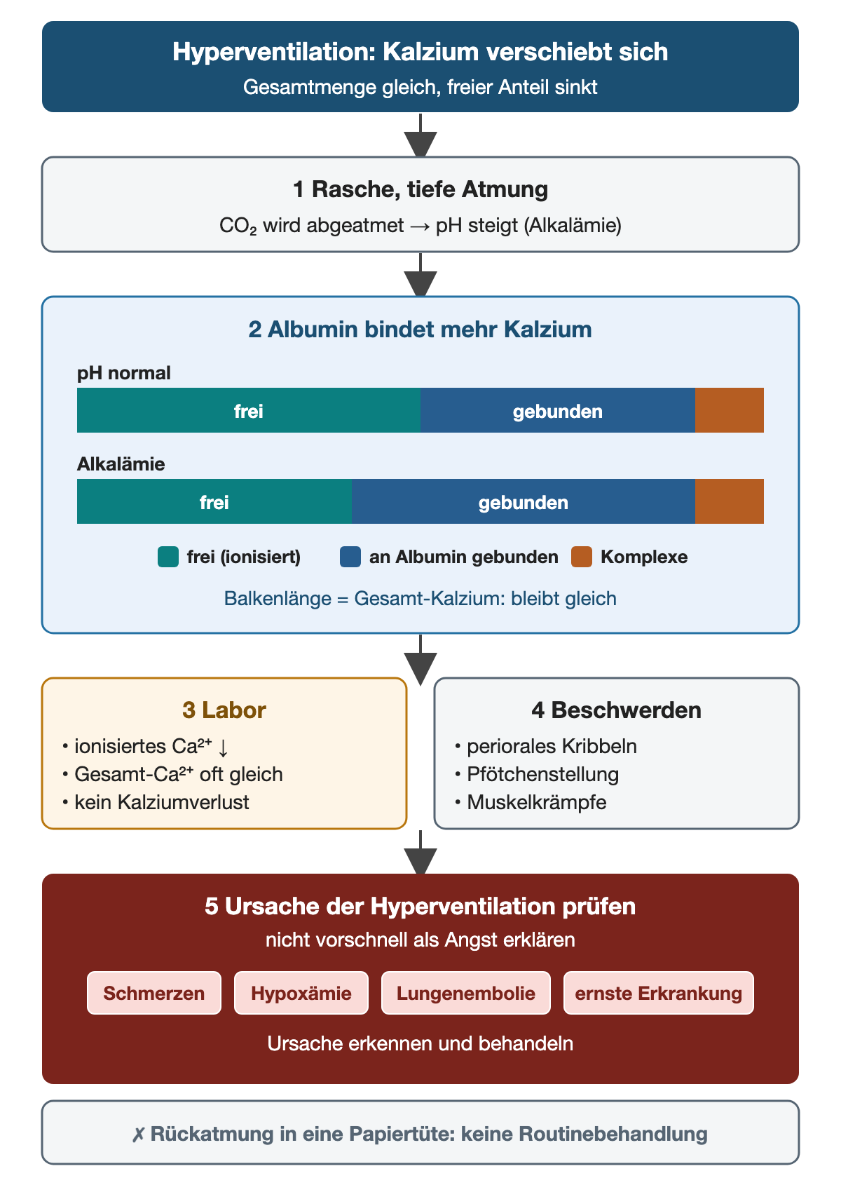 Überschrift: Hyperventilation, Kalzium verschiebt sich bei gleicher Gesamtmenge. Rasche, tiefe Atmung senkt CO₂ und hebt den pH. In der Alkalämie bindet Albumin mehr Kalzium: Zwei gleich lange Balken zeigen bei gleichem Gesamt-Kalzium einen kleineren freien und einen größeren an Albumin gebundenen Anteil; eine Legende benennt frei, an Albumin gebunden und Komplexe. Im Labor fällt das ionisierte Kalzium, das Gesamt-Kalzium bleibt oft gleich, Kalzium geht nicht verloren. Beschwerden sind periorales Kribbeln, Pfötchenstellung und Muskelkrämpfe. Die Ursache der Hyperventilation wird geprüft, zum Beispiel Schmerzen, Hypoxämie, Lungenembolie oder eine andere ernste Erkrankung, statt vorschnell Angst anzunehmen. Rückatmung in eine Papiertüte ist keine Routinebehandlung.