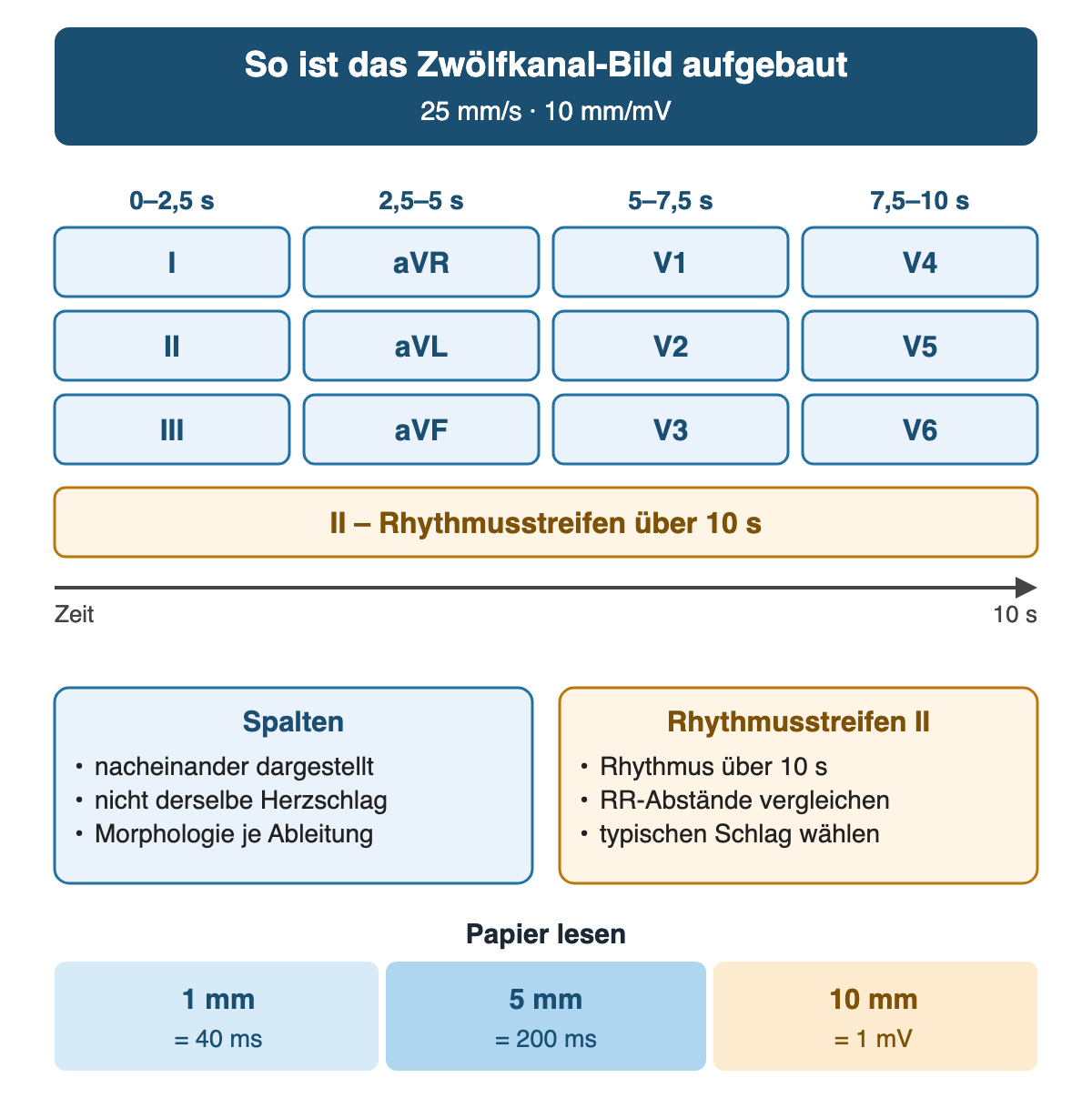 Aufbau des Zwölfkanal-Bildes bei 25 mm/s und 10 mm/mV: vier Spalten zeigen nacheinander je 2,5 Sekunden, links I, II, III, dann aVR, aVL, aVF, dann V1 bis V3 und rechts V4 bis V6. Darunter läuft Ableitung II als Rhythmusstreifen über zehn Sekunden. Komplexe verschiedener Spalten sind nicht derselbe Herzschlag; am Rhythmusstreifen werden Rhythmus und RR-Abstände verglichen und ein typischer Schlag gewählt. Ein Millimeter entspricht 40 ms, fünf Millimeter 200 ms, zehn Millimeter 1 mV.