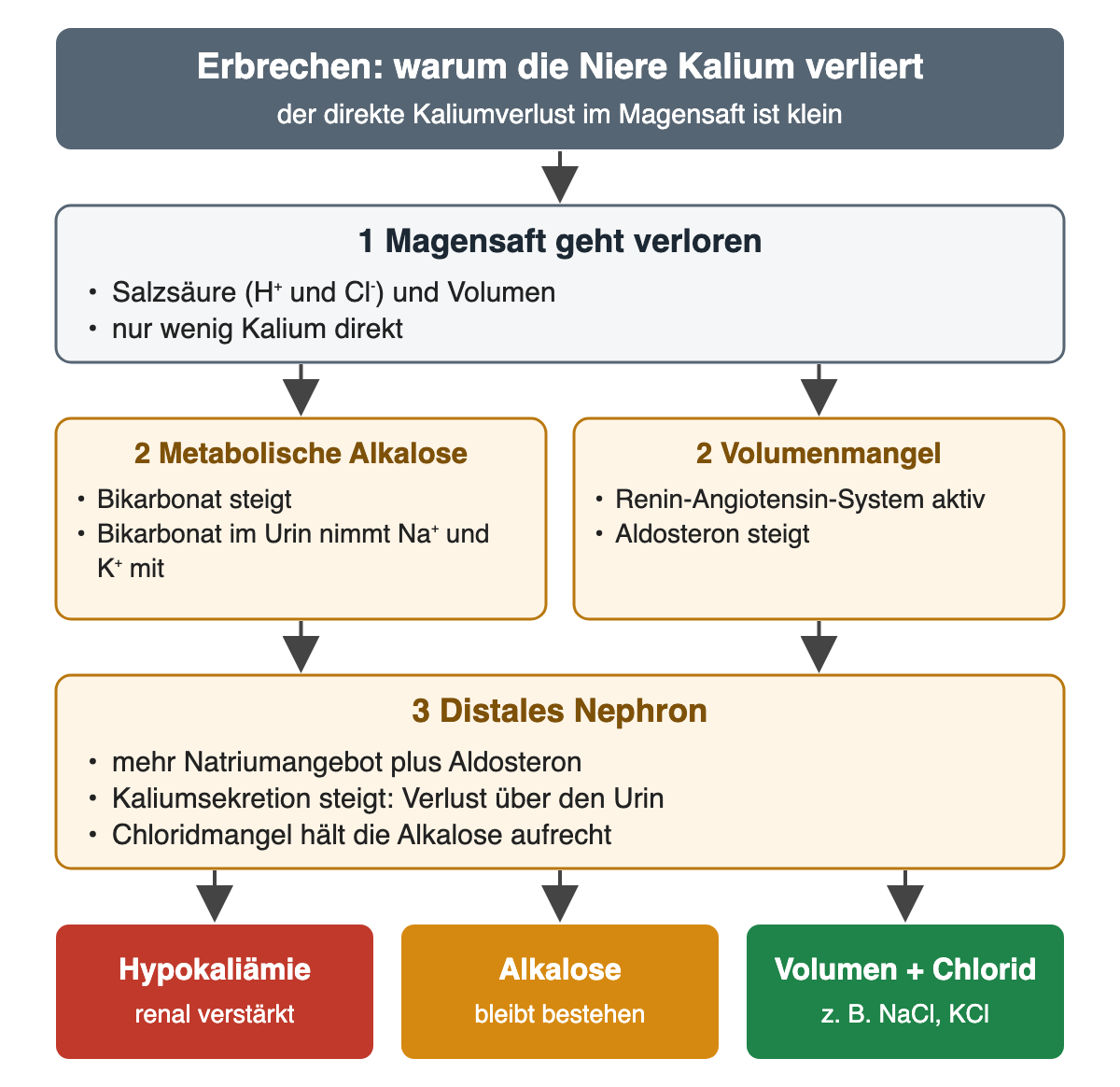 Erbrechen führt über Verlust von Salzsäure und Volumen zu metabolischer Alkalose und Aldosteronanstieg; im distalen Nephron steigt die Kaliumsekretion. Ergebnis sind Hypokaliämie und anhaltende Alkalose; Volumen und Chlorid unterbrechen diesen Kreislauf.