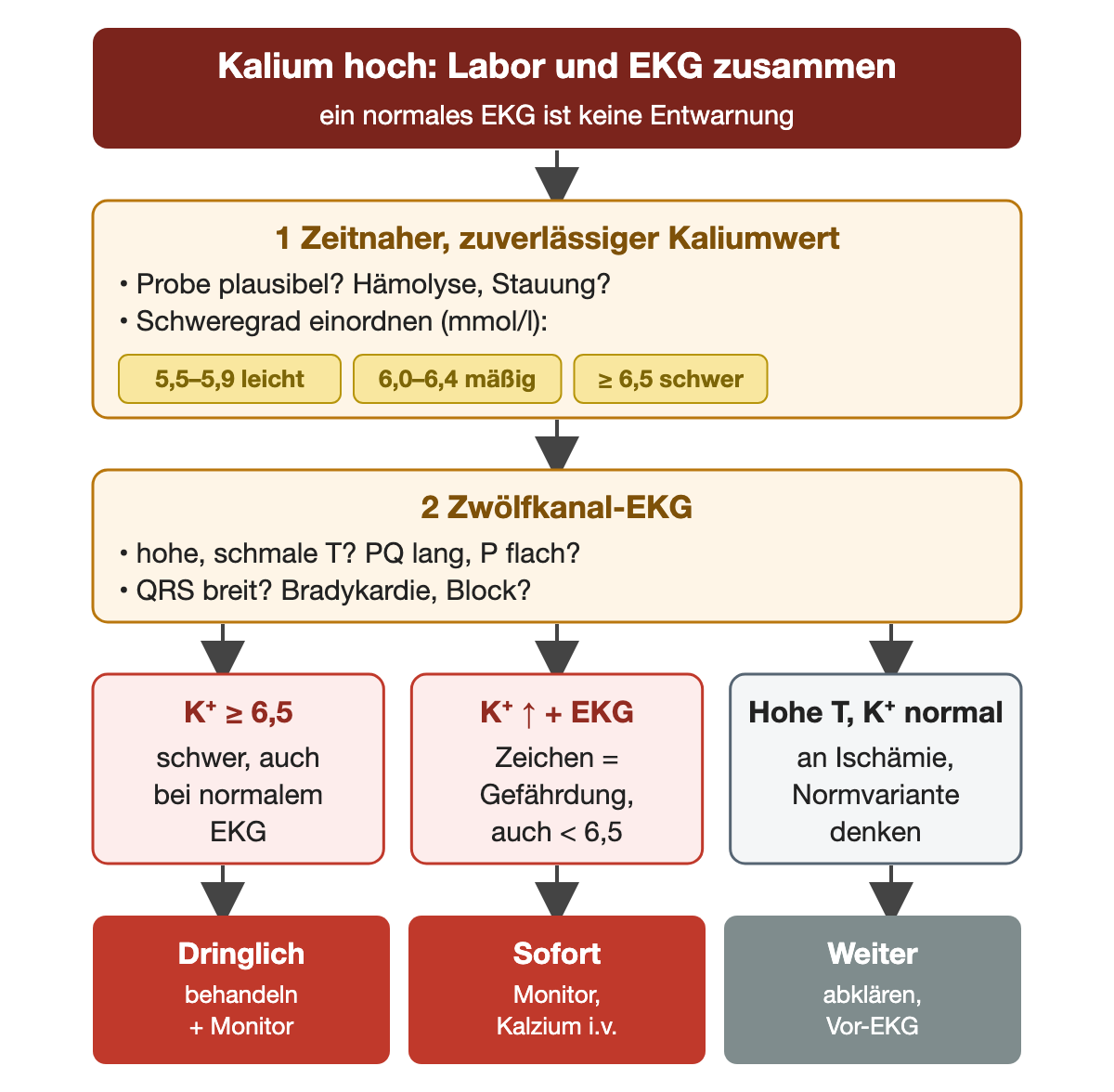 Entscheidungsweg: 1 Zeitnaher, zuverlässiger Kaliumwert, Probe plausibel, Schweregrad in mmol/l: 5,5 bis 5,9 leicht, 6,0 bis 6,4 mäßig, ab 6,5 schwer. 2 Zwölfkanal-EKG: hohe schmale T-Wellen, langes PQ, flache P-Wellen, breiter QRS, Bradykardie oder Block. Drei Wege: Kalium ab 6,5 ist schwer, auch bei normalem EKG, und wird dringlich mit Monitor behandelt; Kalium erhöht mit EKG-Zeichen bedeutet Gefährdung auch unter 6,5 und verlangt sofort Monitor und intravenöses Kalzium; hohe T-Wellen bei normalem Kalium lassen an Ischämie oder Normvariante denken und werden weiter abgeklärt.