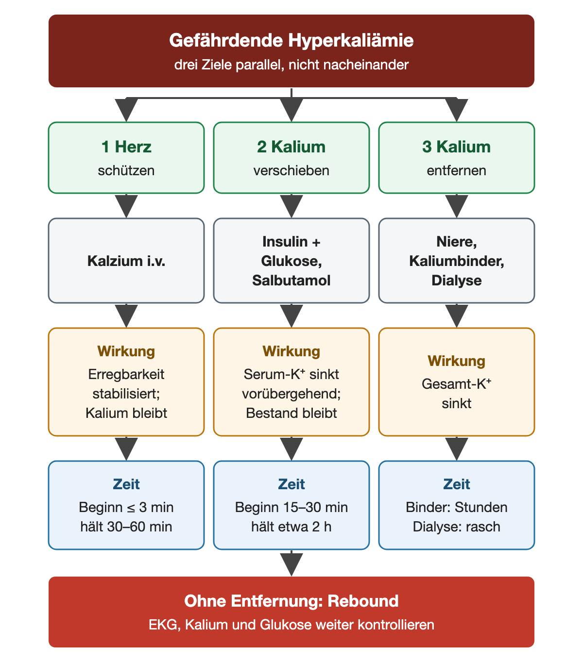 Drei parallele Ziele bei gefährdender Hyperkaliämie. Erstens Herz schützen mit Kalzium intravenös: Erregbarkeit stabilisiert, Kalium bleibt gleich; Beginn innerhalb von etwa 3 Minuten, Wirkung 30 bis 60 Minuten. Zweitens Kalium verschieben mit Insulin plus Glukose und Salbutamol: Serumkalium sinkt vorübergehend, der Bestand bleibt; Beginn nach 15 bis 30 Minuten, Wirkung etwa 2 Stunden. Drittens Kalium entfernen über Niere, Kaliumbinder oder Dialyse: Gesamtkalium sinkt; Binder brauchen Stunden, Dialyse wirkt rasch. Ohne Entfernung droht ein Rebound; EKG, Kalium und Glukose werden weiter kontrolliert.