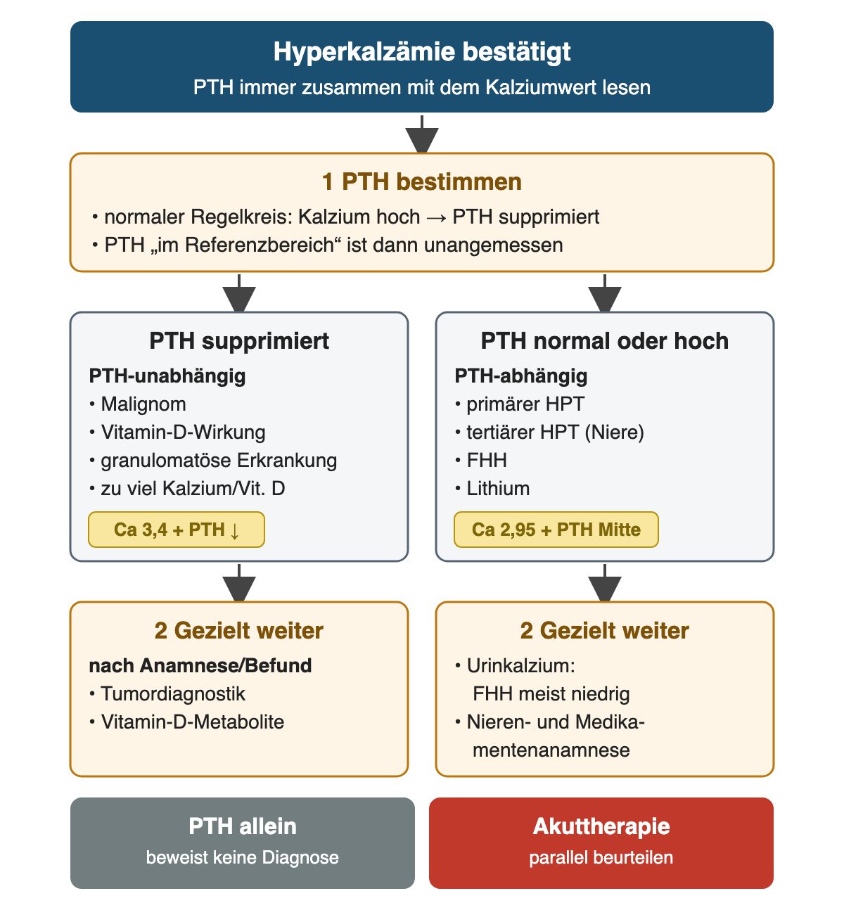Nach bestätigter Hyperkalzämie: 1 PTH bestimmen; im normalen Regelkreis ist PTH bei hohem Kalzium supprimiert, ein PTH im Referenzbereich ist dann unangemessen. Zwei Wege: PTH supprimiert bedeutet PTH-unabhängig mit Malignom, Vitamin-D-Wirkung, granulomatöser Erkrankung und zu viel Kalzium oder Vitamin D, Beispiel Kalzium 3,4 mit supprimiertem PTH. PTH normal oder hoch bedeutet PTH-abhängig mit primärem und tertiärem Hyperparathyreoidismus, FHH und Lithium, Beispiel Kalzium 2,95 mit PTH in der Mitte des Referenzbereichs. 2 Gezielt weiter: links Tumordiagnostik und Vitamin-D-Metabolite nach Anamnese und Befund, rechts Urinkalzium, bei FHH meist niedrig, sowie Nieren- und Medikamentenanamnese. Ergebniszeile: PTH allein beweist keine Diagnose; Akuttherapie parallel beurteilen.