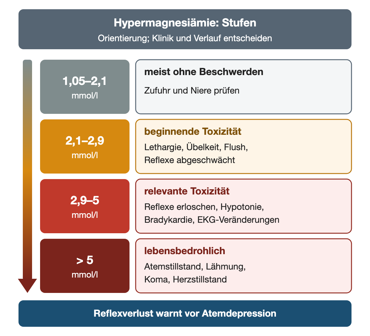 Vier Stufen der Hypermagnesiämie mit zunehmender Gefahr. 1,05 bis 2,1 mmol/l: meist ohne Beschwerden, Zufuhr und Niere prüfen. 2,1 bis 2,9 mmol/l: beginnende Toxizität mit Lethargie, Übelkeit, Flush und abgeschwächten Reflexen. 2,9 bis 5 mmol/l: relevante Toxizität mit erloschenen Reflexen, Hypotonie, Bradykardie und EKG-Veränderungen. Über 5 mmol/l: lebensbedrohlich mit Atemstillstand, Lähmung, Koma und Herzstillstand. Der Reflexverlust warnt vor der Atemdepression.