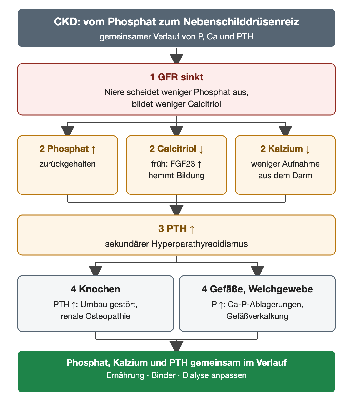 Kette bei chronischer Nierenkrankheit: Sinkt die GFR, scheidet die Niere weniger Phosphat aus und bildet weniger Calcitriol. Daraus folgen nebeneinander: Phosphat steigt, weil es zurückgehalten wird; Calcitriol fällt, früh durch FGF23-Anstieg gehemmt; Kalzium fällt durch geringere Aufnahme aus dem Darm. Alle drei führen zu erhöhtem PTH, dem sekundären Hyperparathyreoidismus. Folgen: am Knochen gestörter Umbau durch PTH, renale Osteopathie; an Gefäßen und Weichgewebe Kalzium-Phosphat-Ablagerungen und Gefäßverkalkung durch hohes Phosphat. Ergebnis: Phosphat, Kalzium und PTH gemeinsam im Verlauf beurteilen und Ernährung, Binder und Dialyse anpassen.