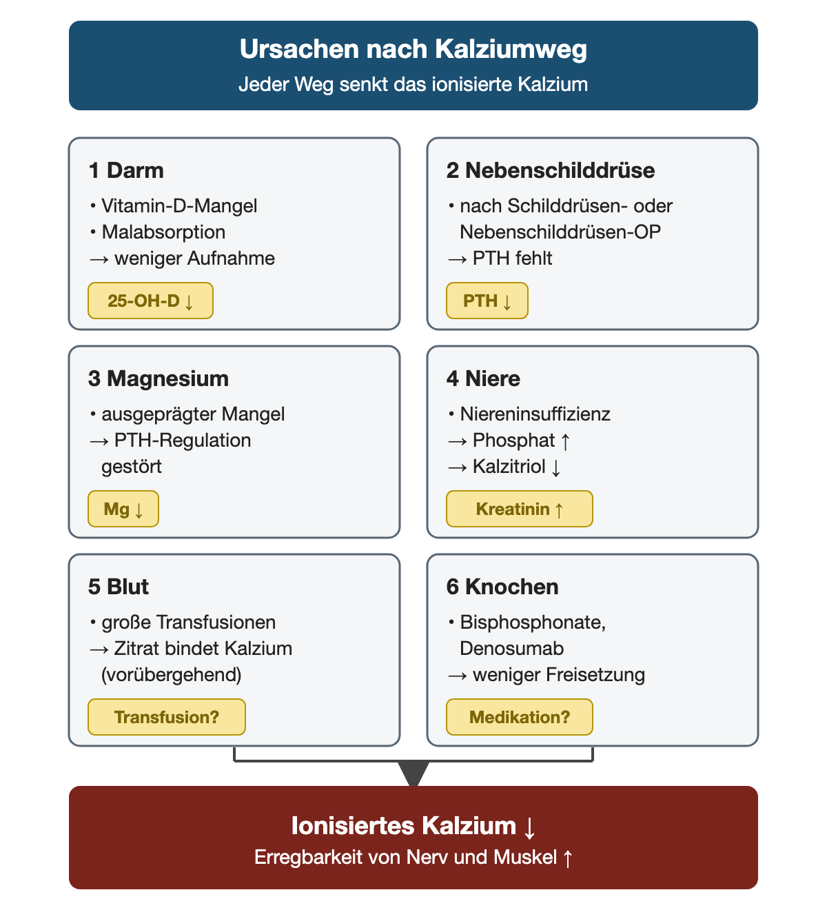 Sechs Kästen ordnen die Ursachen nach Organ: Darm mit Vitamin-D-Mangel und Malabsorption, Nebenschilddrüse nach Operation mit fehlendem PTH, Magnesiummangel mit gestörter PTH-Regulation, Niere mit Phosphatanstieg und Kalzitriolmangel, Blut mit Zitratbindung nach Transfusion und Knochen unter Bisphosphonaten oder Denosumab. Jeder Kasten trägt einen Laborhinweis; alle Wege führen zu erniedrigtem ionisiertem Kalzium mit gesteigerter Erregbarkeit von Nerv und Muskel.