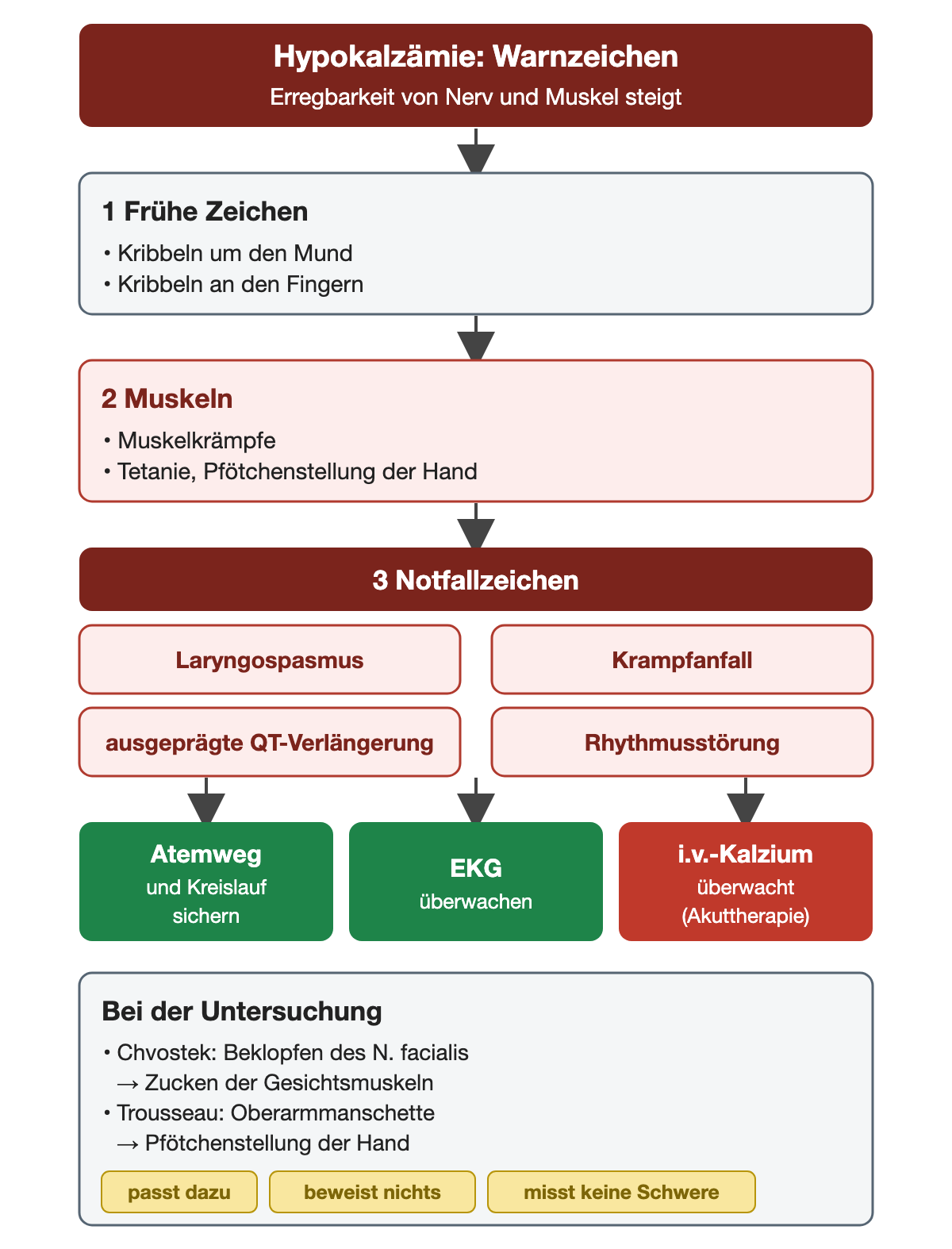 Eine Stufenfolge führt von frühen Zeichen wie Kribbeln um den Mund und an den Fingern über Muskelkrämpfe und Tetanie mit Pfötchenstellung zu vier Notfallzeichen: Laryngospasmus, Krampfanfall, ausgeprägte QT-Verlängerung und Rhythmusstörung. Darunter stehen die Sofortmaßnahmen Atemweg und Kreislauf sichern, EKG überwachen und überwachte intravenöse Kalziumgabe. Ein grauer Kasten erklärt Chvostek- und Trousseau-Zeichen mit dem Hinweis, dass sie weder beweisen noch die Schwere messen.