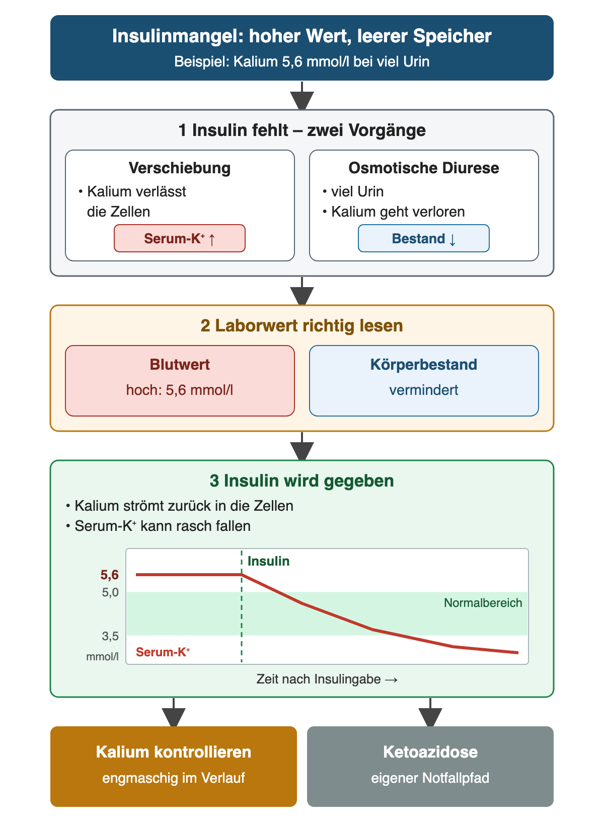Ablauf bei Insulinmangel: 1 Fehlendes Insulin verschiebt Kalium aus den Zellen, Serumkalium steigt; gleichzeitig entfernt die osmotische Diurese Kalium, der Bestand sinkt. 2 Der Blutwert von 5,6 mmol/l ist hoch, der Körperbestand vermindert. 3 Nach Insulingabe strömt Kalium in die Zellen zurück; eine Verlaufskurve fällt von 5,6 durch den Normalbereich darunter. Ergebnis: Kalium engmaschig kontrollieren; Ketoazidose als eigener Notfallpfad.