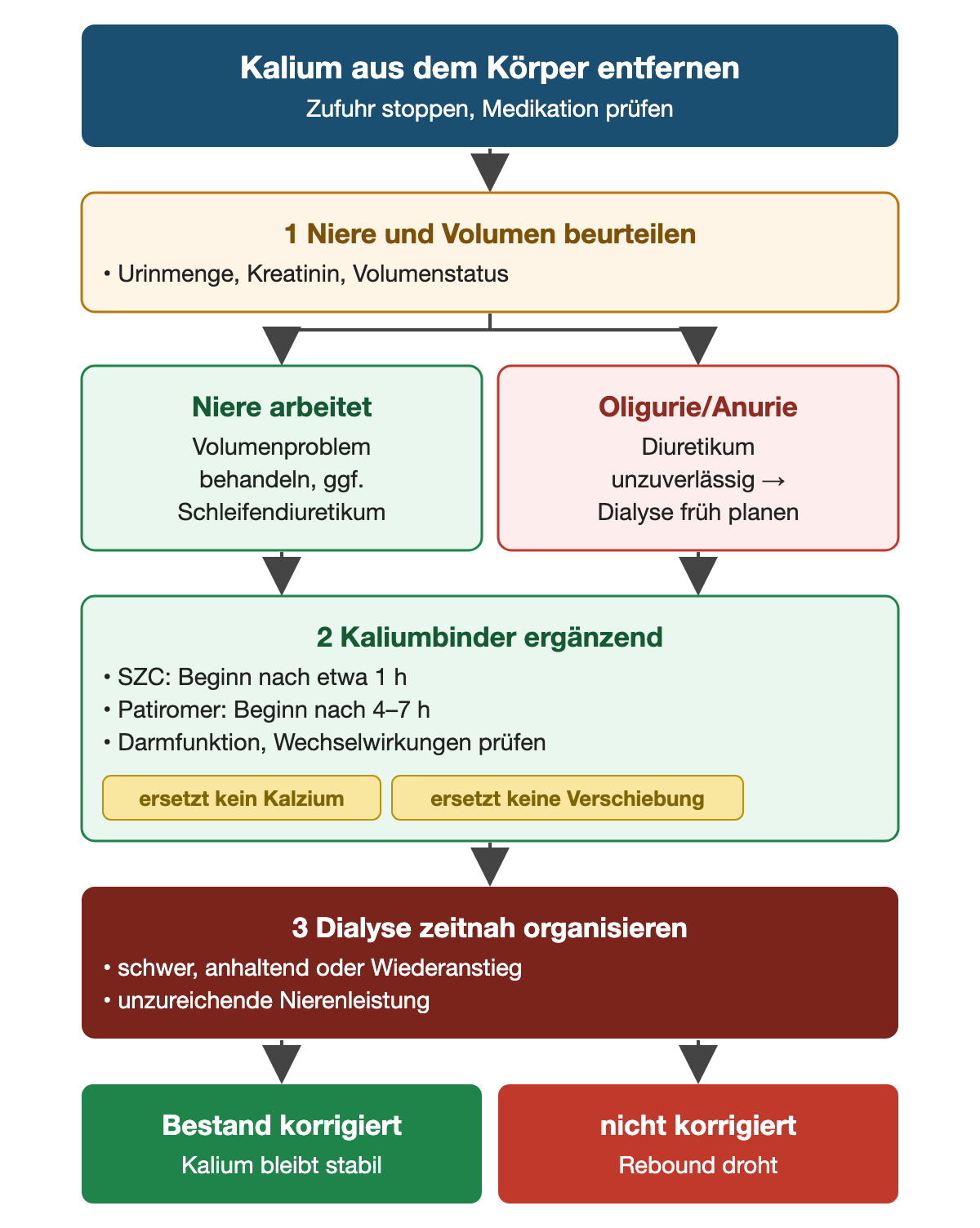 Kalium aus dem Körper entfernen, nachdem Zufuhr gestoppt und Medikation geprüft wurde. Erstens Niere und Volumen beurteilen: Urinmenge, Kreatinin, Volumenstatus. Arbeitet die Niere, Volumenproblem behandeln und gegebenenfalls Schleifendiuretikum geben; bei Oligurie oder Anurie ist ein Diuretikum unzuverlässig und Dialyse wird früh geplant. Zweitens Kaliumbinder ergänzend: SZC wirkt nach etwa einer Stunde, Patiromer nach 4 bis 7 Stunden; Darmfunktion und Wechselwirkungen prüfen; Binder ersetzen weder Kalzium noch Verschiebung. Drittens Dialyse zeitnah organisieren bei schwerer, anhaltender oder wieder ansteigender Hyperkaliämie oder unzureichender Nierenleistung. Ist der Bestand korrigiert, bleibt Kalium stabil; sonst droht ein Rebound.