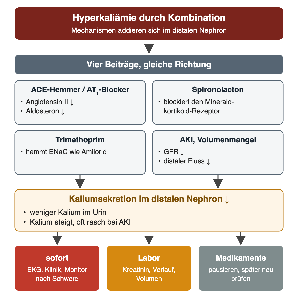 Vier Beiträge mit gleicher Richtung: ACE-Hemmer oder AT₁-Blocker senken Angiotensin II und Aldosteron, Spironolacton blockiert den Mineralokortikoidrezeptor, Trimethoprim hemmt den Natriumkanal ENaC wie Amilorid, AKI und Volumenmangel senken GFR und distalen Fluss. Zusammen sinkt die Kaliumsekretion im distalen Nephron, weniger Kalium gelangt in den Urin und Kalium steigt. Folgen: sofort EKG, Klinik und Monitor nach Schweregrad; Kreatinin, Verlauf und Volumen kontrollieren; Medikamente pausieren und später neu prüfen.