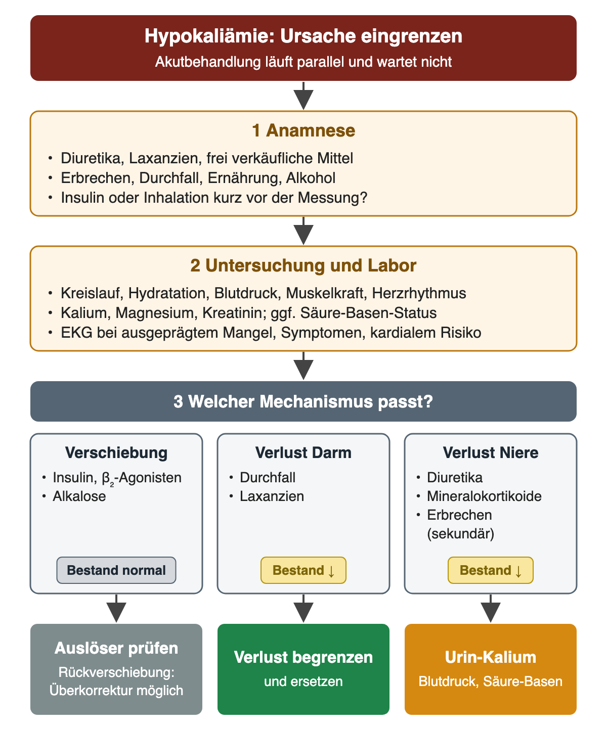 Nach Anamnese, Untersuchung, Labor und EKG werden Verschiebung, Verlust über den Darm und Verlust über die Niere unterschieden. Bei Verdacht auf renalen Verlust folgen Urin-Kalium, Blutdruck und Säure-Basen-Status; die Akutbehandlung läuft parallel.