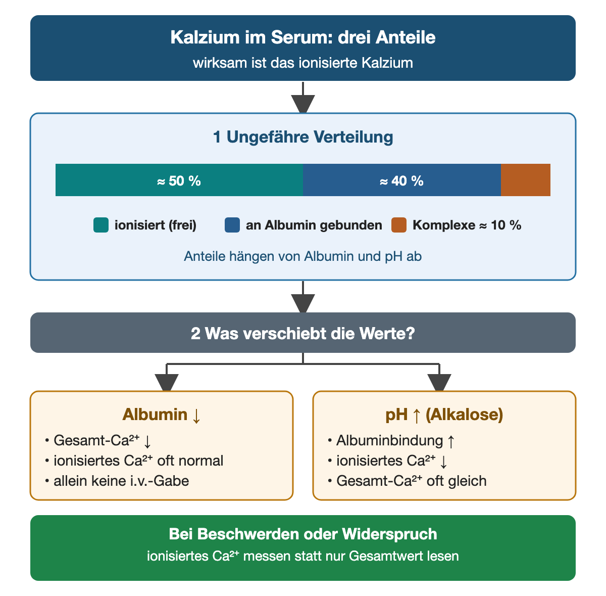 Kopfzeile: Kalzium im Serum, drei Anteile, wirksam ist das ionisierte Kalzium. Schritt 1: Ein Balken zeigt ungefähr 50 Prozent ionisiertes, 40 Prozent an Albumin gebundenes und 10 Prozent komplexgebundenes Kalzium; die Anteile hängen von Albumin und pH ab. Schritt 2, was die Werte verschiebt: Bei niedrigem Albumin sinkt das Gesamtkalzium, das ionisierte Kalzium bleibt oft normal, und dies allein ist kein Grund für eine intravenöse Gabe. Bei Alkalose steigt die Albuminbindung, das ionisierte Kalzium sinkt, das Gesamtkalzium bleibt oft gleich. Ergebnis: Bei Beschwerden oder Widerspruch ionisiertes Kalzium messen statt nur den Gesamtwert zu lesen.