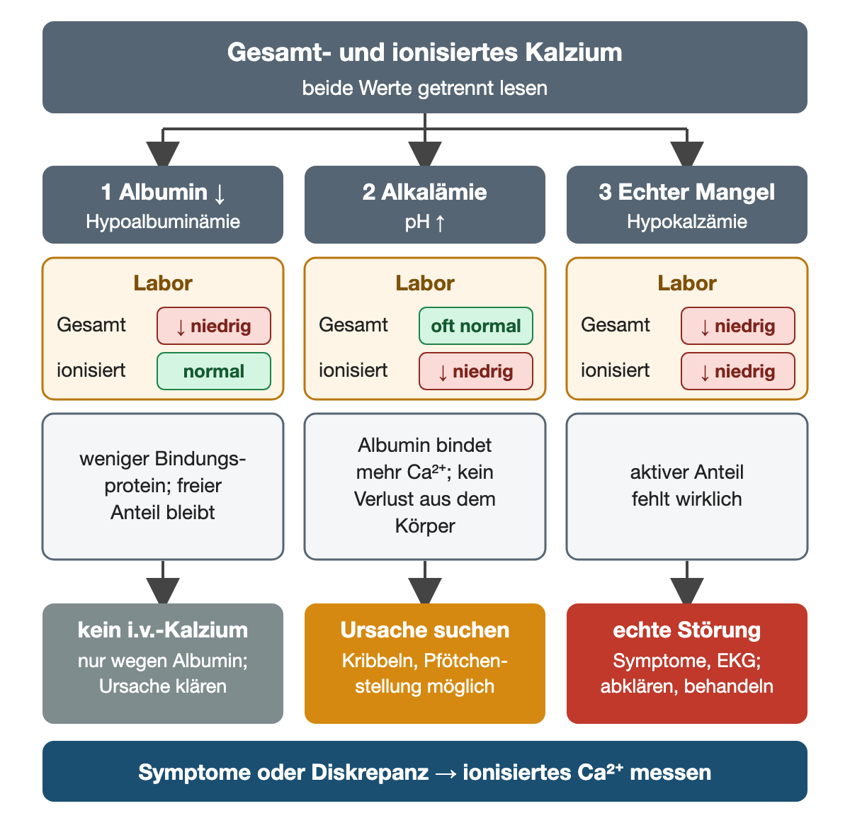 Drei Spalten vergleichen Kalziumkonstellationen. Erstens Hypoalbuminämie: Gesamt-Kalzium niedrig, ionisiertes Kalzium normal, weil weniger Bindungsprotein vorhanden ist; keine intravenöse Kalziumgabe allein wegen Albumin, Ursache des Albuminmangels klären. Zweitens Alkalämie: Gesamt-Kalzium oft normal, ionisiertes Kalzium niedrig, weil Albumin mehr Kalzium bindet, ohne Verlust aus dem Körper; Kribbeln und Pfötchenstellung möglich, Ursache suchen. Drittens echte Hypokalzämie: beide Werte niedrig, der aktive Anteil fehlt; Symptome und EKG beachten, abklären und behandeln. Bei Symptomen oder Diskrepanz wird ionisiertes Kalzium gemessen.