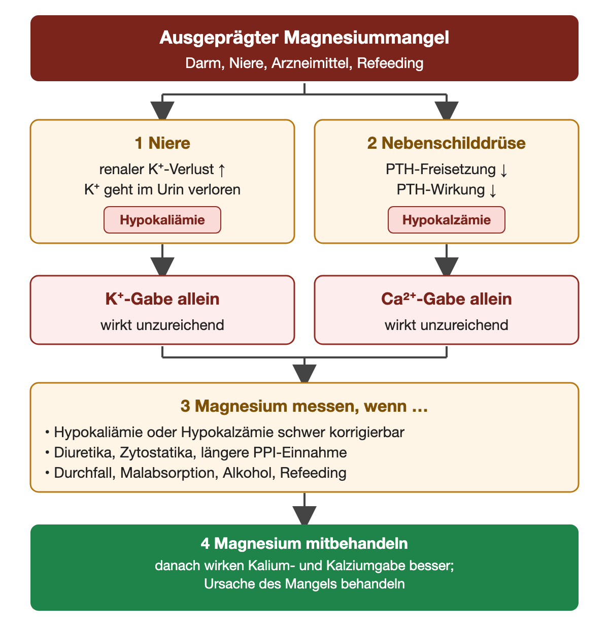 Ein ausgeprägter Magnesiummangel, etwa durch Darm- oder Nierenverluste, Arzneimittel oder Refeeding, wirkt auf zwei Wegen. Erstens steigt der renale Kaliumverlust, es entsteht eine Hypokaliämie. Zweitens sinken PTH-Freisetzung und PTH-Wirkung, es entsteht eine Hypokalzämie. Kalium- oder Kalziumgabe allein wirkt dann unzureichend. Magnesium wird gemessen, wenn Hypokaliämie oder Hypokalzämie schwer korrigierbar sind, bei Diuretika, Zytostatika oder längerer PPI-Einnahme sowie bei Durchfall, Malabsorption, Alkohol und Refeeding. Wird der Magnesiummangel mitbehandelt, wirken Kalium- und Kalziumgabe besser; die Ursache des Mangels wird behandelt.