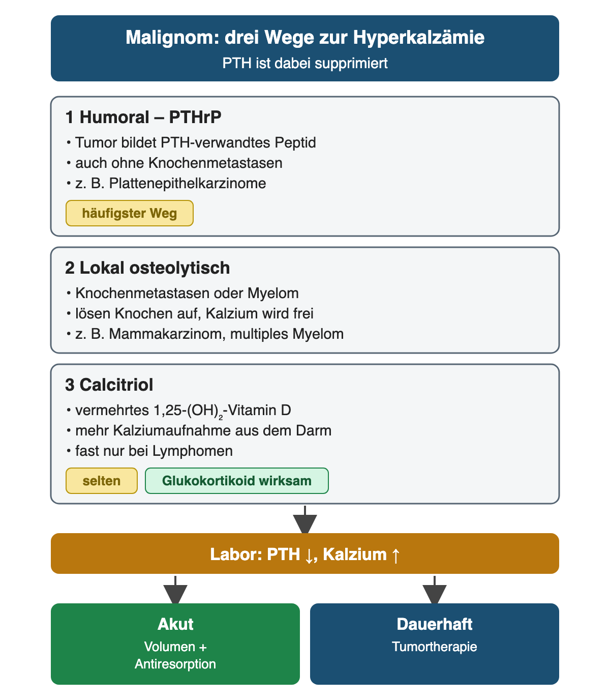 Drei Wege der malignombedingten Hyperkalzämie: 1 humoral über PTHrP, ein vom Tumor gebildetes PTH-verwandtes Peptid, häufigster Weg, auch ohne Knochenmetastasen, zum Beispiel bei Plattenepithelkarzinomen. 2 lokal osteolytisch, Knochenmetastasen oder Myelom lösen Knochen auf, zum Beispiel Mammakarzinom oder multiples Myelom. 3 selten über vermehrtes Calcitriol mit mehr Kalziumaufnahme aus dem Darm, fast nur bei Lymphomen; hier sind Glukokortikoide wirksam. Gemeinsamer Laborbefund: PTH erniedrigt, Kalzium erhöht. Ergebniszeile: akut Volumen und Antiresorption, dauerhaft Tumortherapie.