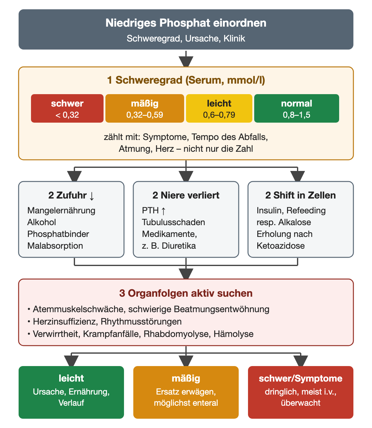 Farbige Skala des Serumphosphats in mmol/l: schwer unter 0,32, mäßig 0,32 bis 0,59, leicht 0,6 bis 0,79, normal 0,8 bis 1,5; Symptome, Tempo des Abfalls, Atmung und Herz zählen mit. Darunter drei Ursachenwege nebeneinander: verminderte Zufuhr durch Mangelernährung, Alkohol, Phosphatbinder oder Malabsorption; renale Verluste durch erhöhtes PTH, Tubulusschaden oder Medikamente wie Diuretika; Verschiebung in die Zellen durch Insulin und Refeeding, respiratorische Alkalose oder Erholung nach Ketoazidose. Alle Wege führen zur aktiven Suche nach Organfolgen: Atemmuskelschwäche und schwierige Beatmungsentwöhnung, Herzinsuffizienz und Rhythmusstörungen, Verwirrtheit, Krampfanfälle, Rhabdomyolyse und Hämolyse. Ergebniszeile: leicht – Ursache, Ernährung und Verlauf; mäßig – Ersatz erwägen, möglichst enteral; schwer oder symptomatisch – dringlich, meist intravenös und überwacht.