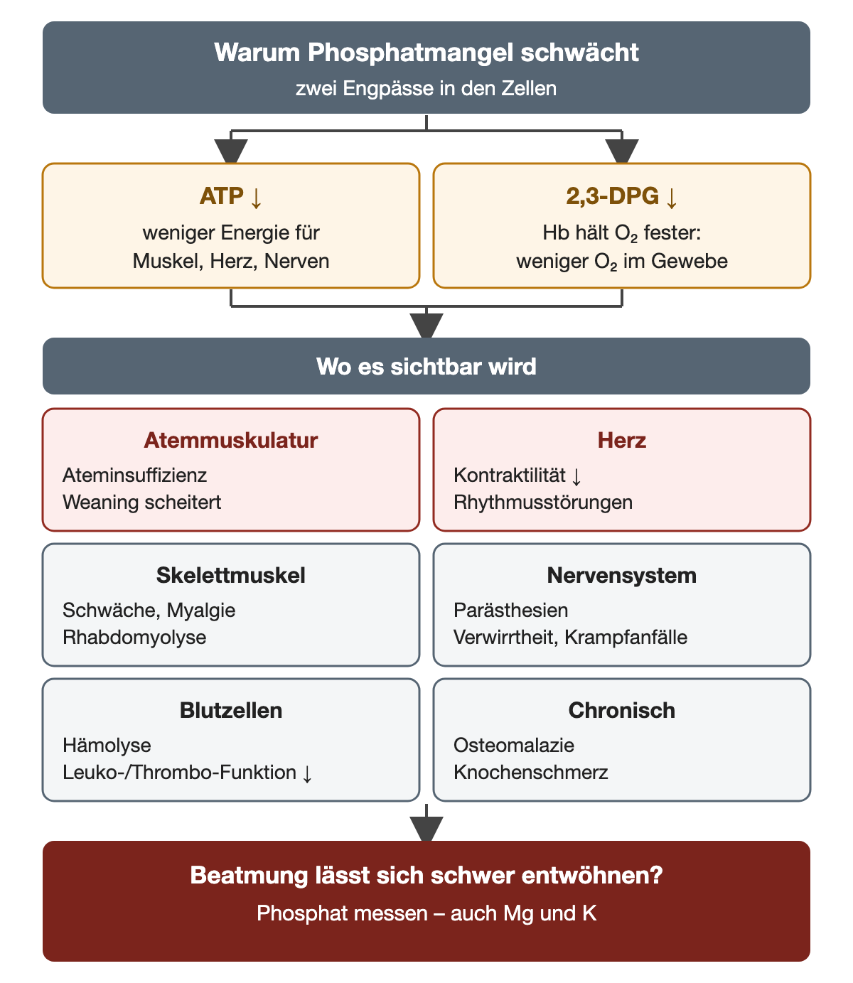 Zwei Engpässe nebeneinander: ATP vermindert bedeutet weniger Energie für Muskel, Herz und Nerven; 2,3-DPG vermindert bedeutet, dass Hämoglobin Sauerstoff fester hält und weniger Sauerstoff ins Gewebe gelangt. Darunter die Organe: Atemmuskulatur mit Ateminsuffizienz und scheiterndem Weaning, Herz mit verminderter Kontraktilität und Rhythmusstörungen, beide rot hervorgehoben; Skelettmuskel mit Schwäche, Myalgie und Rhabdomyolyse; Nervensystem mit Parästhesien, Verwirrtheit und Krampfanfällen; Blutzellen mit Hämolyse und verminderter Leukozyten- und Thrombozytenfunktion; chronisch Osteomalazie und Knochenschmerz. Schlussbox: Lässt sich eine Beatmung schwer entwöhnen, Phosphat messen, auch Magnesium und Kalium.