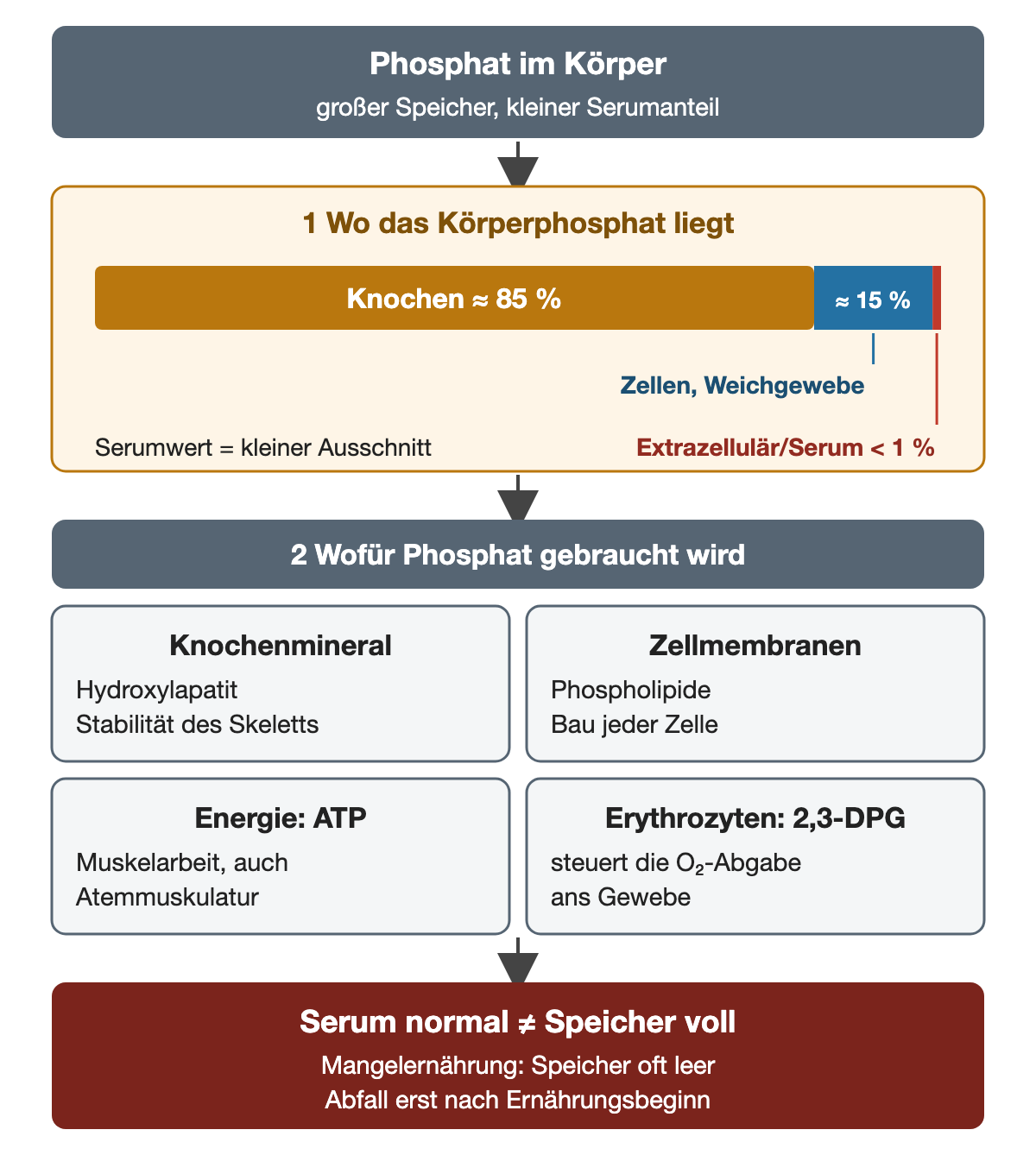 Ein waagerechter Balken teilt das Körperphosphat auf: etwa 85 Prozent im Knochen, etwa 15 Prozent in Zellen und Weichgewebe, weniger als 1 Prozent extrazellulär im Serum. Darunter vier Funktionen: Knochenmineral als Hydroxylapatit, Phospholipide der Zellmembranen, ATP als Energie für die Muskelarbeit einschließlich der Atemmuskulatur und 2,3-DPG in Erythrozyten für die Sauerstoffabgabe ans Gewebe. Die Schlussbox hält fest: ein normaler Serumwert bedeutet keine vollen Speicher; bei Mangelernährung fällt der Wert oft erst nach Ernährungsbeginn.