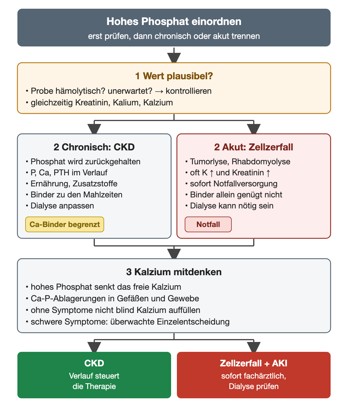 Erster Schritt: Ist der Wert plausibel? Hämolytische oder unerwartete Probe kontrollieren und gleichzeitig Kreatinin, Kalium und Kalzium bestimmen. Dann zwei Bahnen nebeneinander. Chronisch bei CKD: Phosphat wird zurückgehalten, Phosphat, Kalzium und PTH im Verlauf, Ernährung und Zusatzstoffe, Binder zu den Mahlzeiten, Dialyse anpassen; Hinweis kalziumhaltige Binder begrenzt. Akut bei Zellzerfall, rot: Tumorlyse oder Rhabdomyolyse, oft Kalium und Kreatinin erhöht, sofort Notfallversorgung, Binder allein genügt nicht, Dialyse kann nötig sein. Beide Bahnen führen zu Kalzium mitdenken: hohes Phosphat senkt das freie Kalzium, Kalzium-Phosphat-Ablagerungen in Gefäßen und Gewebe, ohne Symptome nicht blind Kalzium auffüllen, schwere Symptome überwachte Einzelentscheidung. Ergebniszeile: CKD – der Verlauf steuert die Therapie; Zellzerfall mit AKI – sofort fachärztlich, Dialyse prüfen.