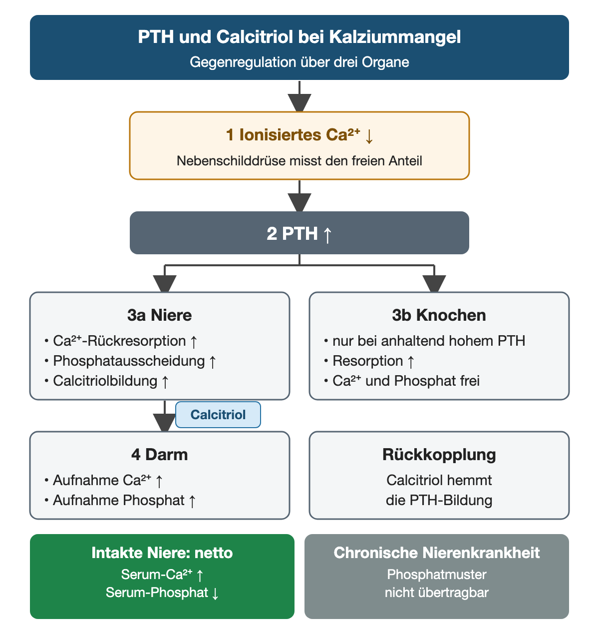 Kopfzeile: PTH und Calcitriol bei Kalziummangel, Gegenregulation über drei Organe. Schritt 1: Ionisiertes Kalzium sinkt; die Nebenschilddrüse misst den freien Anteil. Schritt 2: PTH steigt. Schritt 3a, Niere: Kalziumrückresorption, Phosphatausscheidung und Calcitriolbildung steigen. Schritt 3b, Knochen: nur bei anhaltend hohem PTH steigt die Resorption, Kalzium und Phosphat werden frei. Schritt 4, Darm über Calcitriol: Aufnahme von Kalzium und Phosphat steigt. Rückkopplung: Calcitriol hemmt die PTH-Bildung. Ergebnis: Bei intakter Niere steigt netto das Serumkalzium und sinkt das Serumphosphat; bei chronischer Nierenkrankheit ist dieses Phosphatmuster nicht übertragbar.