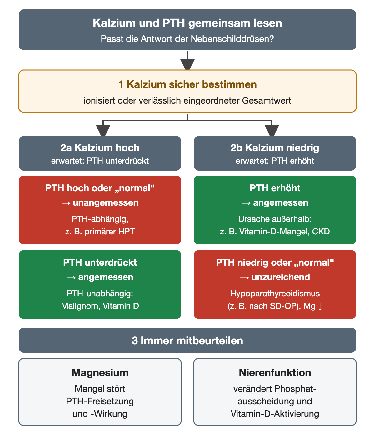 Zuerst wird das Kalzium sicher bestimmt, ionisiert oder als verlässlich eingeordneter Gesamtwert. Bei hohem Kalzium wird ein unterdrücktes PTH erwartet: Ist PTH hoch oder formal normal, ist es unangemessen und spricht für eine PTH-abhängige Ursache, zum Beispiel einen primären Hyperparathyreoidismus; ist PTH unterdrückt, ist das angemessen und die Ursache PTH-unabhängig, etwa Malignom oder Vitamin-D-Wirkung. Bei niedrigem Kalzium wird ein erhöhtes PTH erwartet: Ein erhöhtes PTH ist angemessen und lenkt auf Ursachen außerhalb der Nebenschilddrüsen wie Vitamin-D-Mangel oder chronische Nierenkrankheit; ein niedriges oder formal normales PTH ist unzureichend und spricht für Hypoparathyreoidismus, zum Beispiel nach Schilddrüsenoperation, oder Magnesiummangel. Immer mitbeurteilt werden Magnesium, dessen Mangel PTH-Freisetzung und -Wirkung stört, und die Nierenfunktion, die Phosphatausscheidung und Vitamin-D-Aktivierung verändert.