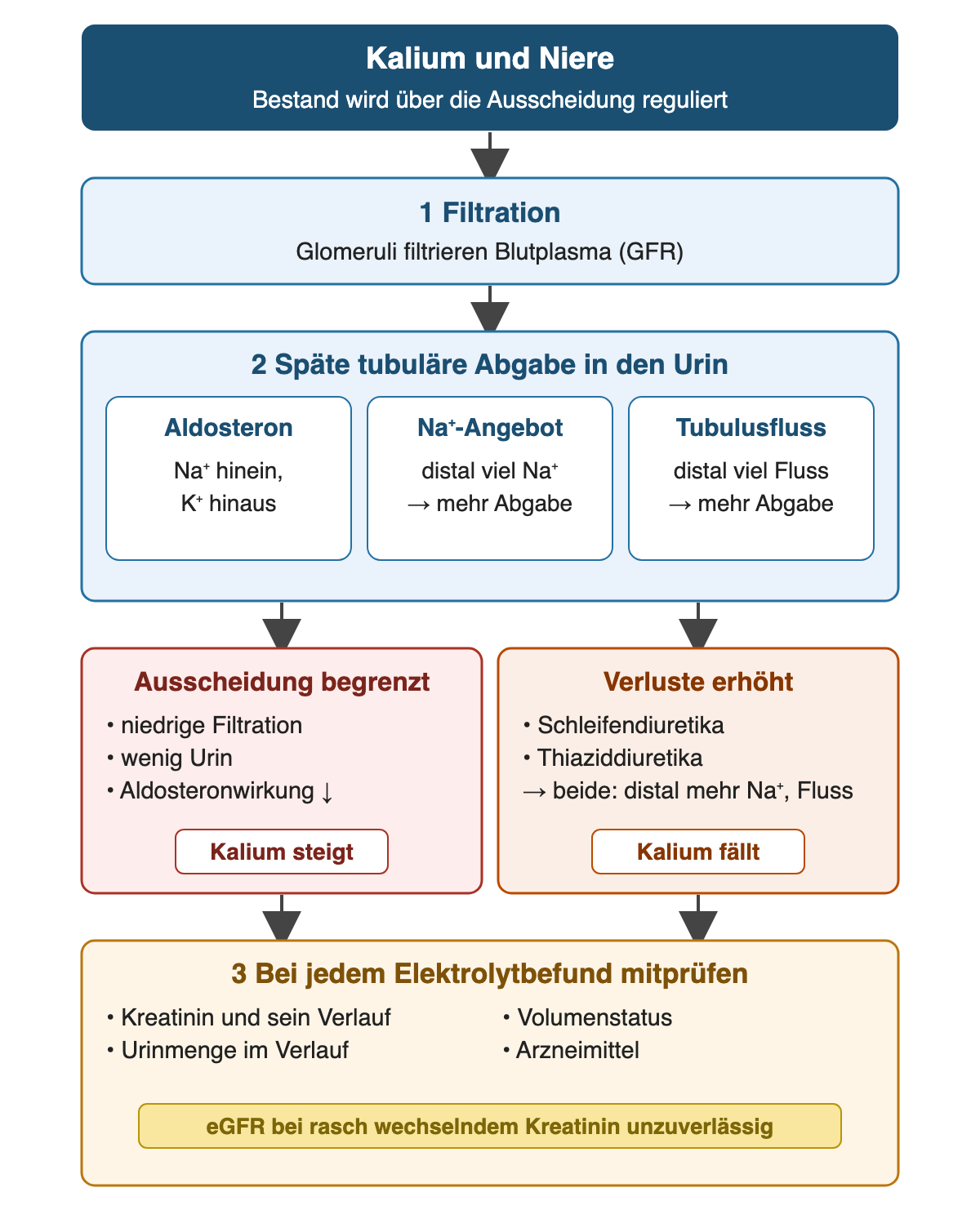 Drei Schritte: 1 Filtration des Blutplasmas in den Glomeruli. 2 Späte tubuläre Kaliumabgabe in den Urin, gesteuert durch Aldosteron, distales Natriumangebot und distalen Tubulusfluss. Zwei Wege: Ausscheidung begrenzt bei niedriger Filtration, wenig Urin oder verminderter Aldosteronwirkung, Kalium steigt; Verluste erhöht durch Schleifen- und Thiaziddiuretika über mehr distales Natrium und mehr Fluss, Kalium fällt. 3 Bei jedem Elektrolytbefund Kreatinin und Verlauf, Urinmenge, Volumenstatus und Arzneimittel prüfen; eGFR bei rasch wechselndem Kreatinin unzuverlässig.