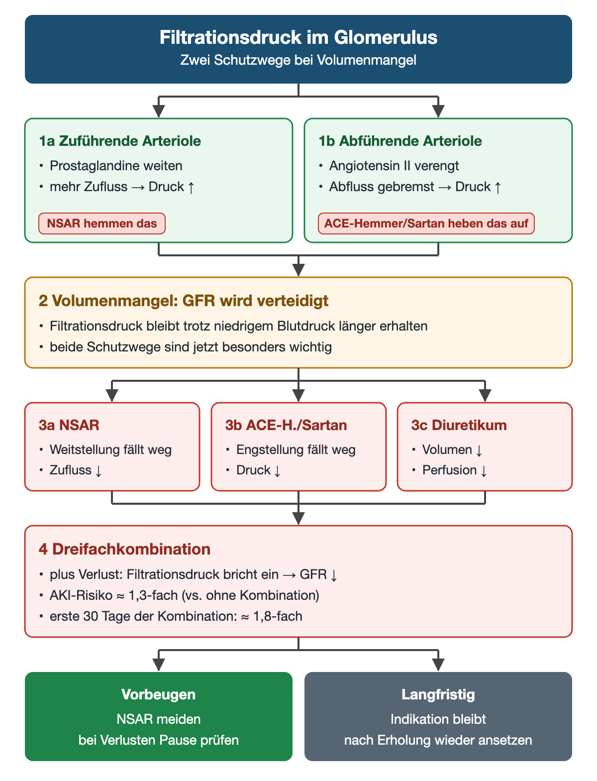 Zwei Kästen zeigen die Schutzwege des Filtrationsdrucks: Prostaglandine weiten die zuführende Arteriole, Angiotensin II verengt die abführende. Bei Volumenmangel sind beide besonders wichtig. Drei rote Kästen zeigen, dass NSAR die Weitstellung, ACE-Hemmer oder Sartane die Engstellung und Diuretika das Volumen wegnehmen. Die Dreifachkombination ist mit etwa 1,3-fachem, in den ersten 30 Tagen etwa 1,8-fachem AKI-Risiko verbunden.