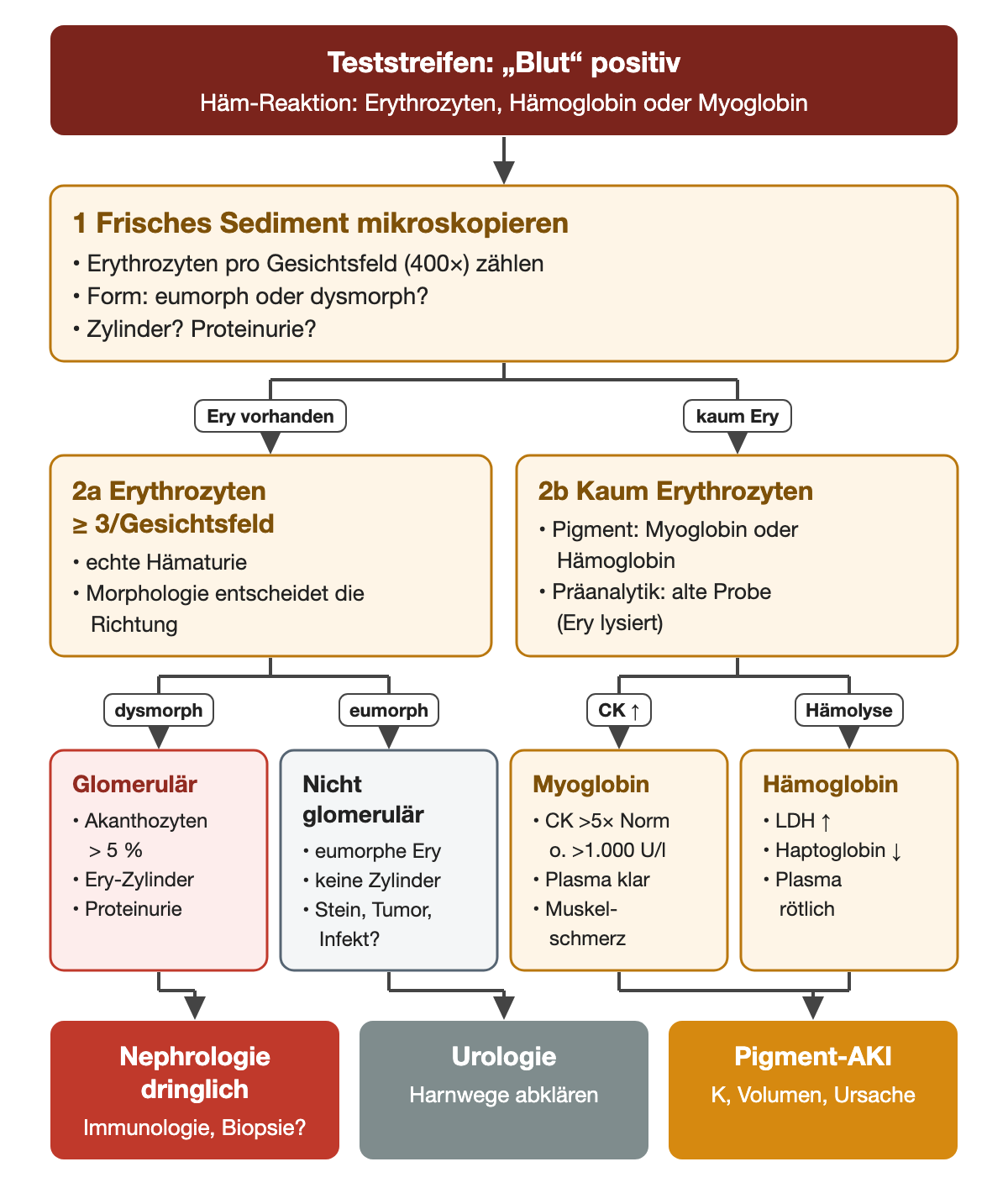 Ein positives Blut-Testfeld führt zuerst zum frischen Sediment. Ab 3 Erythrozyten pro Gesichtsfeld verzweigt der Weg nach der Morphologie: dysmorphe Erythrozyten, Akanthozyten über 5 Prozent, Erythrozytenzylinder und Proteinurie zeigen glomerulär und führen zur dringlichen Nephrologie; eumorphe Erythrozyten ohne Zylinder führen zur urologischen Abklärung. Bei kaum Erythrozyten verzweigt der Weg zu Myoglobin mit CK über dem Fünffachen der Norm oder über 1.000 U/l und klarem Plasma oder zu Hämoglobin mit erhöhter LDH, erniedrigtem Haptoglobin und rötlichem Plasma; beide führen zur Pigment-AKI.