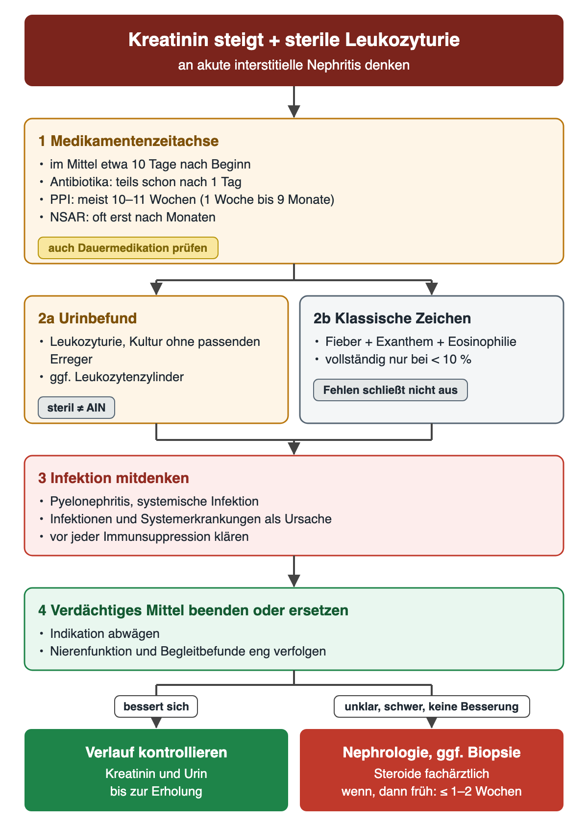 Flussdiagramm: Kreatininanstieg mit steriler Leukozyturie. Schritt 1 Medikamentenzeitachse mit etwa 10 Tagen im Mittel, Antibiotika teils nach 1 Tag, Protonenpumpenhemmer meist nach 10 bis 11 Wochen, NSAR nach Monaten. Schritt 2 nebeneinander Urinbefund und klassische Trias, die nur bei unter 10 Prozent vollständig ist. Schritt 3 Infektion mitdenken, Schritt 4 verdächtiges Mittel beenden oder ersetzen. Unten zwei Ausgänge: bei Besserung Verlauf kontrollieren; bei unklarem, schwerem Verlauf oder fehlender Besserung Nephrologie, gegebenenfalls Biopsie, Steroide fachärztlich und wenn, dann innerhalb von 1 bis 2 Wochen.