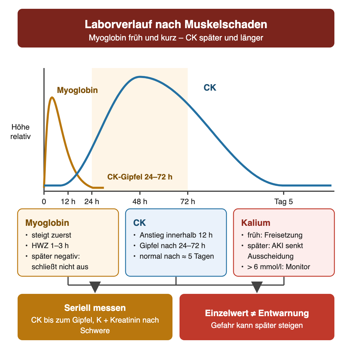 Zeitachse von 0 Stunden bis Tag 5 mit zwei qualitativen Kurven: Myoglobin steigt sofort, erreicht früh seinen Gipfel und fällt rasch wieder ab; die CK steigt innerhalb von 12 Stunden, erreicht im markierten Bereich von 24 bis 72 Stunden ihren Gipfel und normalisiert sich bis Tag 5. Darunter stehen Kästen zu Myoglobin, CK und Kalium mit diesen Zeitangaben und der Monitorpflicht ab Kalium über 6 mmol/l. Die Ergebniszeile fordert serielle Messung und warnt, dass ein Einzelwert keine Entwarnung ist.