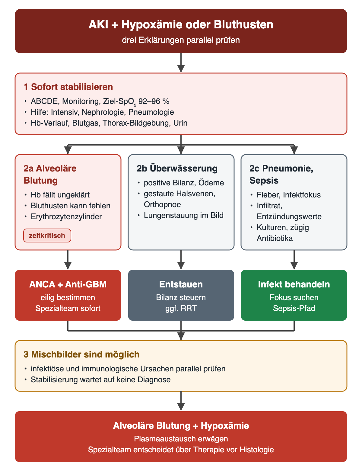 Flussdiagramm: AKI mit Hypoxämie oder Bluthusten. Schritt 1 sofort stabilisieren mit ABCDE, Ziel-Sättigung 92 bis 96 Prozent und früher Hilfe. Schritt 2 drei Erklärungen nebeneinander: alveoläre Blutung mit ungeklärtem Hämoglobinabfall, Überwässerung mit positiver Bilanz und Stauung, Pneumonie oder Sepsis mit Infektfokus; darunter jeweils ANCA und Anti-GBM eilig, Entstauung, Infektbehandlung. Schritt 3 Mischbilder parallel prüfen. Unten: alveoläre Blutung mit Hypoxämie, Plasmaaustausch erwägen.