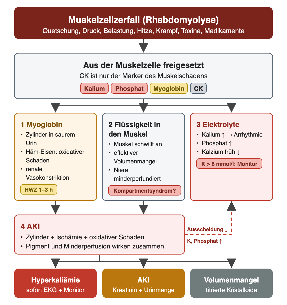 Vom Muskelzellzerfall werden Kalium, Phosphat, Myoglobin und CK freigesetzt. Drei nummerierte Zweige folgen: Myoglobin mit Zylindern in saurem Urin, oxidativem Häm-Eisen-Schaden, renaler Vasokonstriktion und einer Halbwertszeit von 1–3 Stunden; Flüssigkeitsverschiebung in den Muskel mit Schwellung, effektivem Volumenmangel und möglichem Kompartmentsyndrom; Elektrolyte mit Kaliumanstieg, Phosphatanstieg und früher Hypokalzämie sowie Monitorpflicht ab Kalium über 6 mmol/l. Myoglobin und Minderperfusion münden in die AKI, die über verminderte Ausscheidung Kalium und Phosphat weiter erhöht. Die Ergebniszeile nennt Hyperkaliämie, AKI und Volumenmangel.