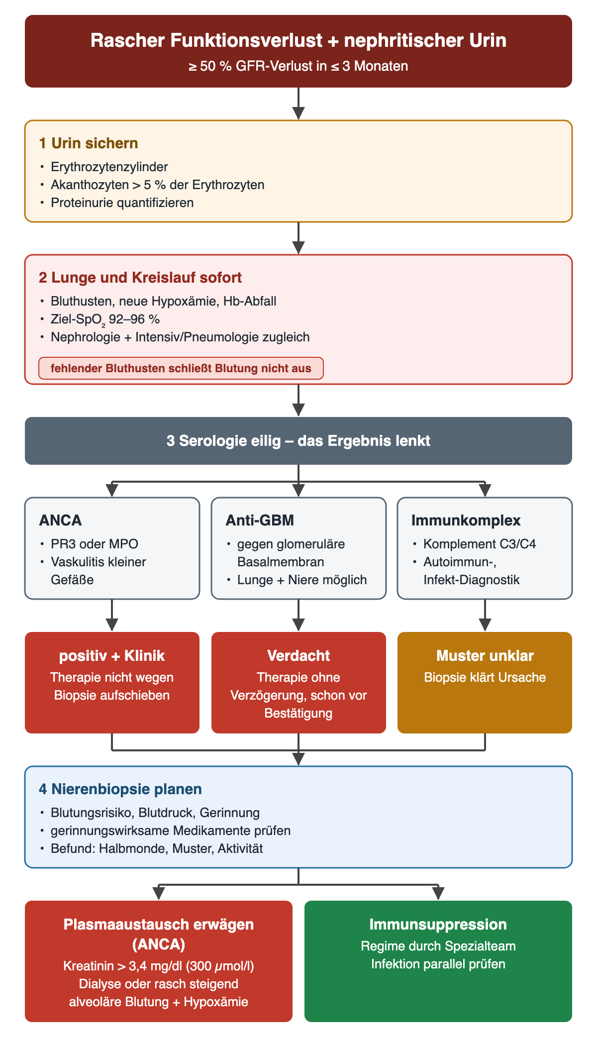 Flussdiagramm: rascher Funktionsverlust mit nephritischem Urin, Orientierung mindestens 50 Prozent GFR-Verlust in höchstens 3 Monaten. Schritt 1 Urin sichern mit Erythrozytenzylindern, Akanthozyten über 5 Prozent und Proteinurie. Schritt 2 Lunge und Kreislauf sofort mit Ziel-Sättigung 92 bis 96 Prozent. Schritt 3 eilige Serologie mit drei Spalten ANCA, Anti-GBM und Immunkomplex: bei positivem ANCA und passender Klinik Therapie nicht wegen Biopsie aufschieben, bei Anti-GBM-Verdacht Therapie ohne Verzögerung, bei unklarem Muster Biopsie. Schritt 4 Nierenbiopsie planen. Unten Plasmaaustausch erwägen bei Kreatinin über 3,4 mg/dl, Dialyse oder rasch steigendem Kreatinin oder alveolärer Blutung mit Hypoxämie sowie Immunsuppression durch das Spezialteam.