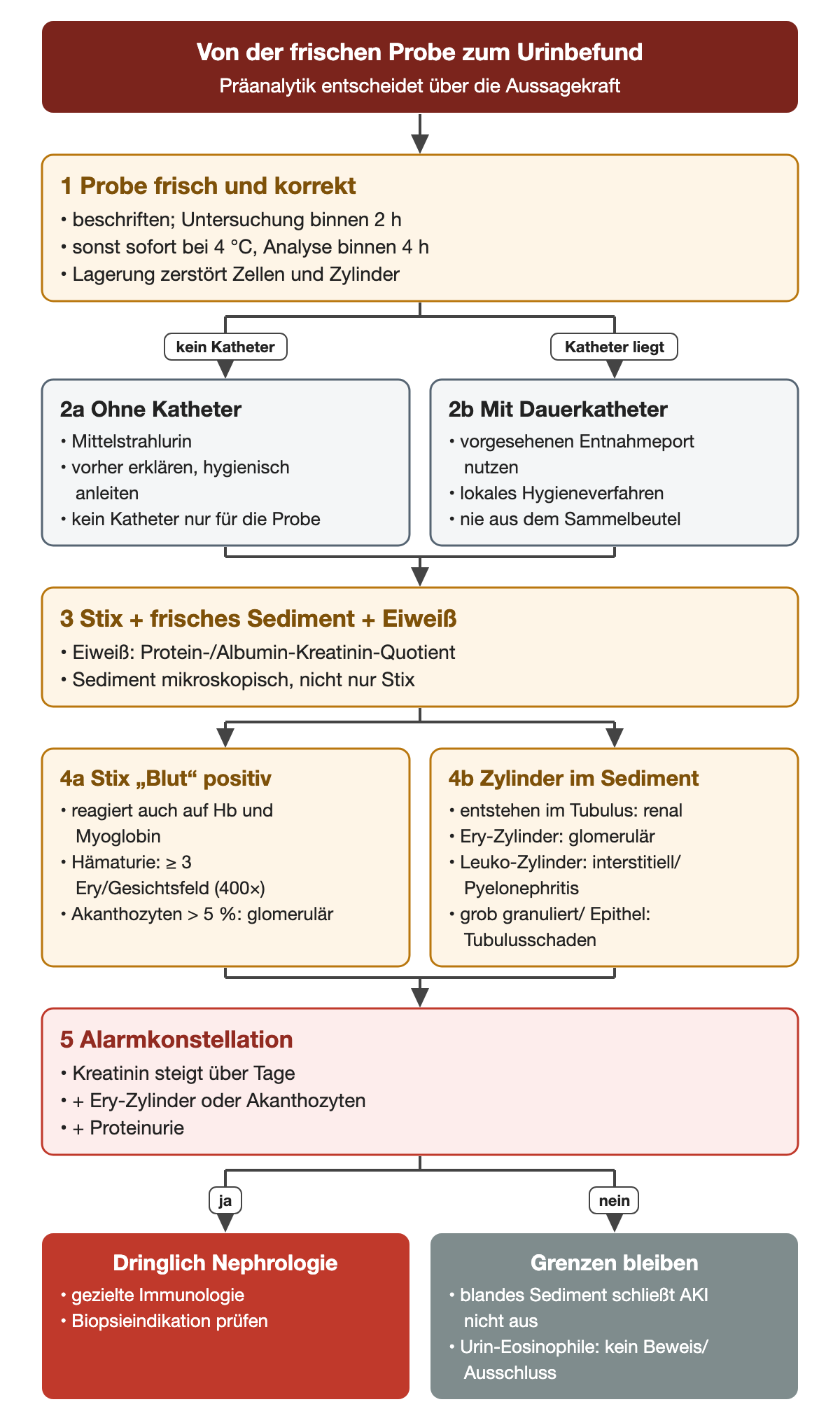 Schritt 1 verlangt eine beschriftete Probe, Untersuchung binnen 2 Stunden oder Lagerung bei 4 °C und Analyse binnen 4 Stunden. Schritt 2 trennt Mittelstrahlurin ohne Katheter von der Entnahme am Port bei liegendem Katheter, nie aus dem Sammelbeutel. Schritt 3 umfasst Teststreifen, frisches Sediment und Eiweißquantifizierung als Protein- oder Albumin-Kreatinin-Quotient. Schritt 4 stellt das Blut-Testfeld mit Hämaturie ab 3 Erythrozyten pro Gesichtsfeld und Akanthozyten über 5 Prozent neben die Zylindertypen. Schritt 5 ist die Alarmkonstellation aus Kreatininanstieg über Tage, Erythrozytenzylindern oder Akanthozyten und Proteinurie; sie führt zur dringlichen Nephrologie, sonst bleiben die Befundgrenzen bestehen.