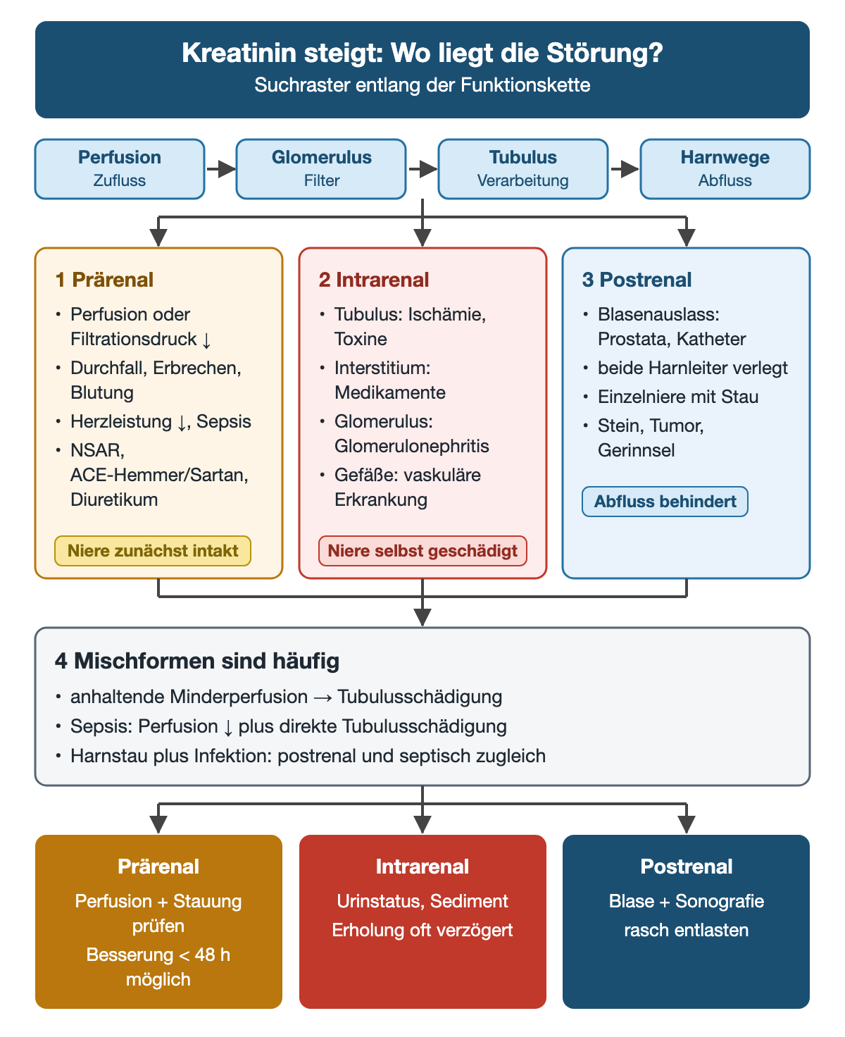 Eine Funktionskette aus Perfusion, Glomerulus, Tubulus und Harnwegen führt zu drei nebeneinanderstehenden Kästen: prärenal mit Volumenverlust, Herzleistung, Sepsis und Medikamenten, intrarenal mit Tubulus, Interstitium, Glomerulus und Gefäßen sowie postrenal mit Blasenauslass, beiden Harnleitern, Einzelniere und Stein, Tumor oder Gerinnsel. Darunter stehen typische Mischformen und je ein farbiger Zielkasten für den ersten Prüfschritt.