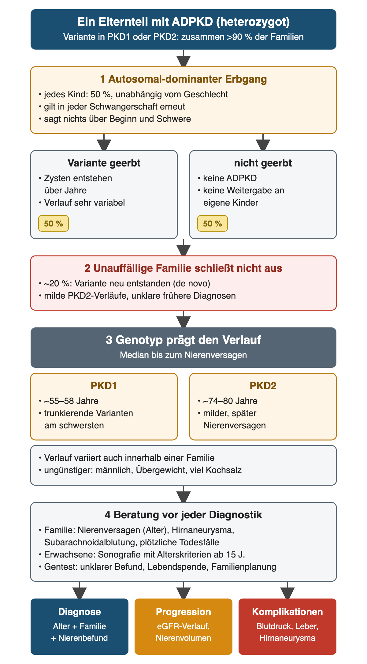 Vom heterozygot betroffenen Elternteil zu 50 Prozent Vererbungswahrscheinlichkeit je Kind, Hinweis auf De-novo-Varianten, Unterschied zwischen PKD1 und PKD2 und Beratungsinhalte; unten Diagnose, Progression und Komplikationen als getrennte Fragen.