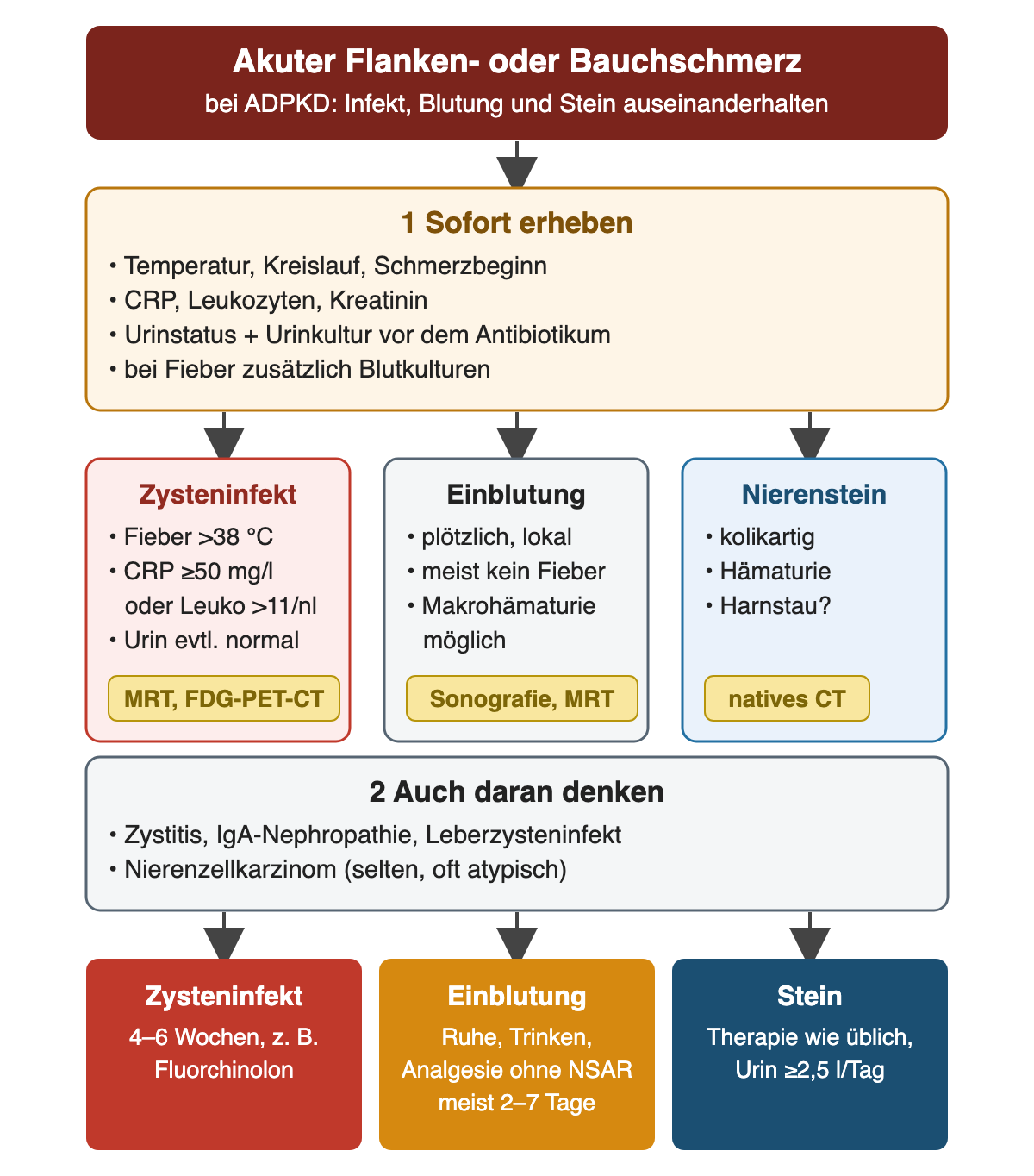 Akuter Flanken- oder Bauchschmerz bei ADPKD: Sofortdiagnostik, dann Unterscheidung von Zysteninfekt, Zysteneinblutung und Nierenstein mit typischen Zeichen und Bildgebung, weitere Ursachen und die jeweilige Behandlung.