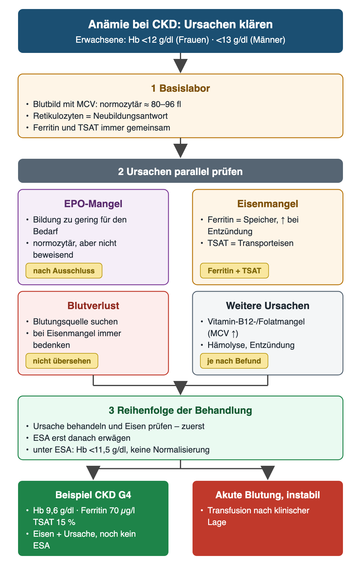 Von den Hb-Grenzen über das Basislabor mit MCV, Retikulozyten, Ferritin und TSAT zu vier parallel geprüften Ursachen; danach Behandlungsreihenfolge mit Eisen vor ESA, unten Fallbeispiel und akute Blutung.