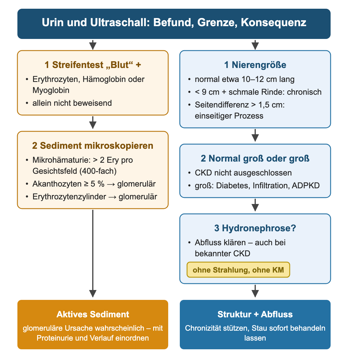 Zwei Spalten: links Urin vom positiven Streifentest über das Sediment mit Grenzwerten zum aktiven Sediment, rechts Ultraschall von Nierengröße über normal große Nieren zur Hydronephrose; unten die Konsequenz für jede Spalte.