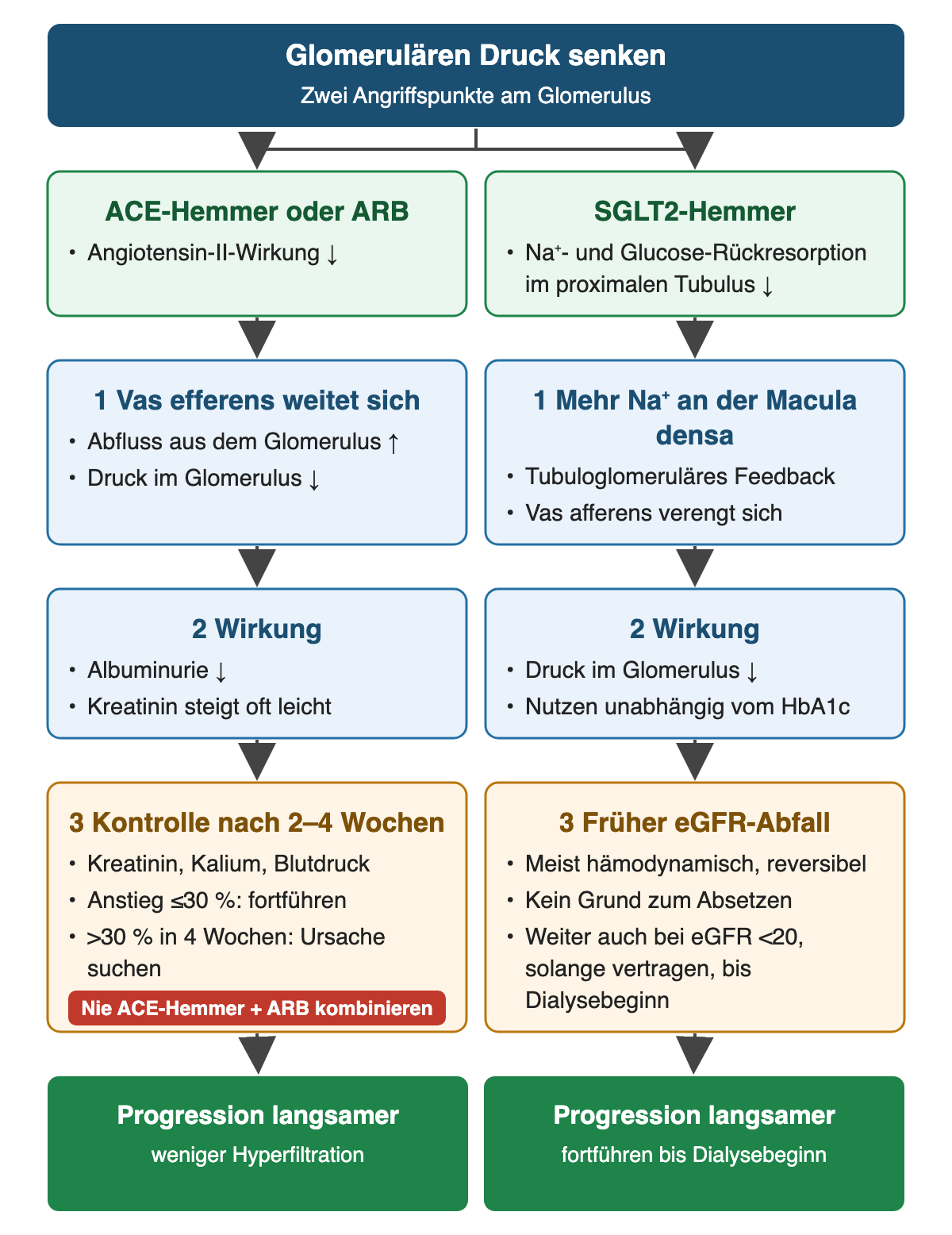 Zwei Spalten: ACE-Hemmer oder ARB weiten das Vas efferens, SGLT2-Hemmer verengen über die Macula densa das Vas afferens; beide senken den glomerulären Druck, darunter die Kontrollregeln mit 30-%-Grenze und Warnung vor ACE-Hemmer plus ARB bzw. Fortführung auch unter eGFR 20 bis zum Dialysebeginn.